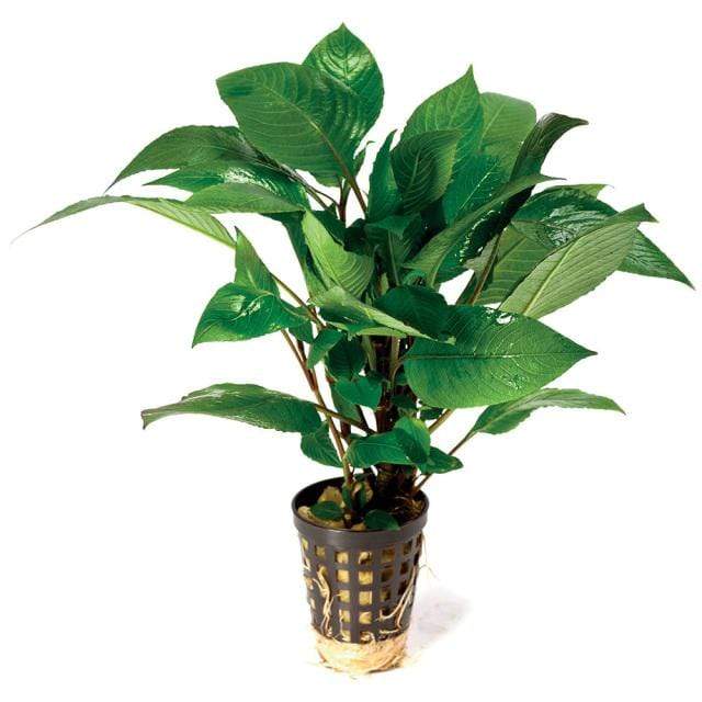 Pisces Enterprises 5cm Pot Corymbosa 5cm pot