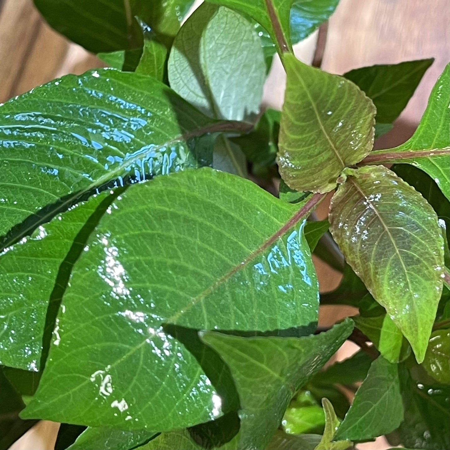 Pisces Enterprises 5cm Pot Corymbosa 5cm pot