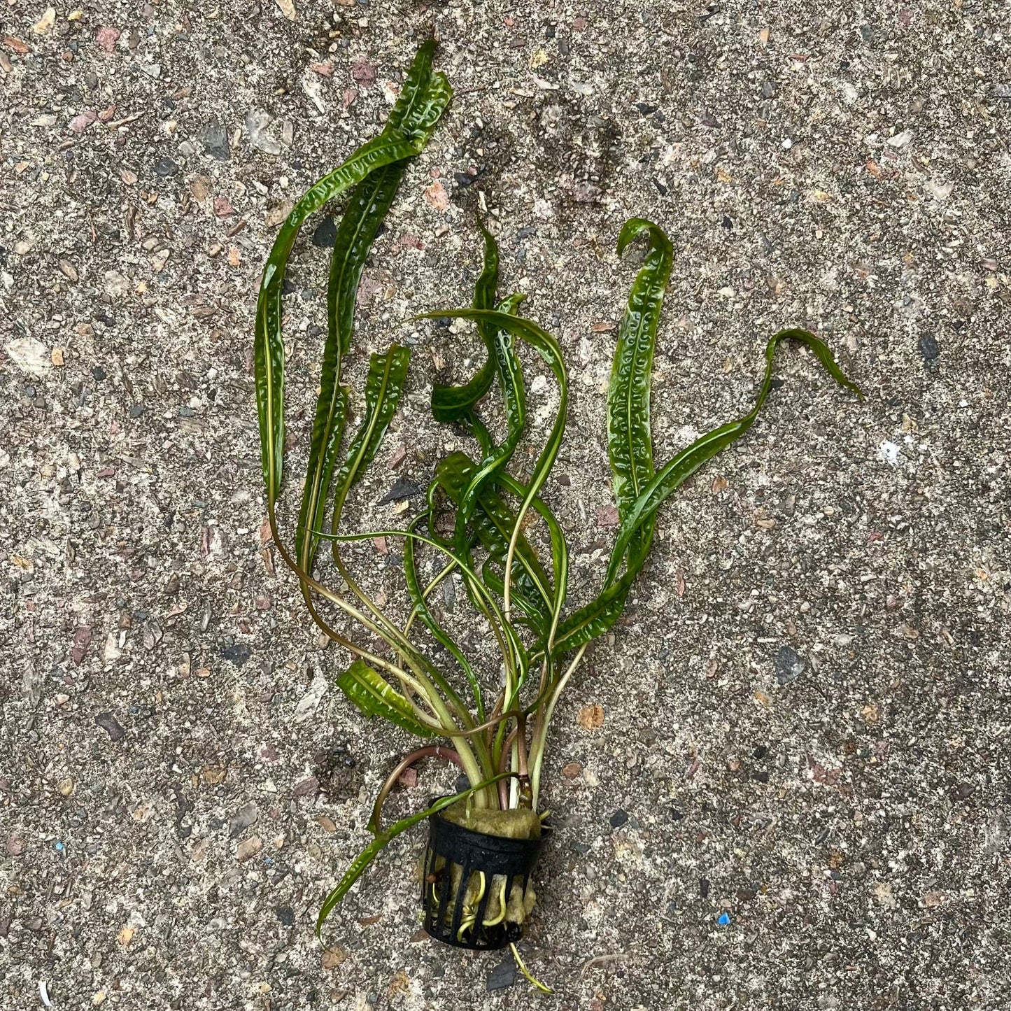 Pisces Enterprises 5cm Pot Cryptocoryne Balansae 5cm Pot - Submerse Cryptocoryne Balansae 5cm Pot - submerse