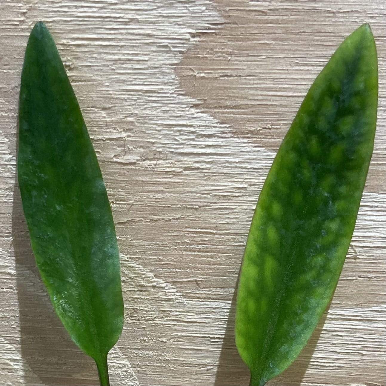 Pisces Enterprises 5cm Pot Cryptocoryne Lutea 5cm Pot