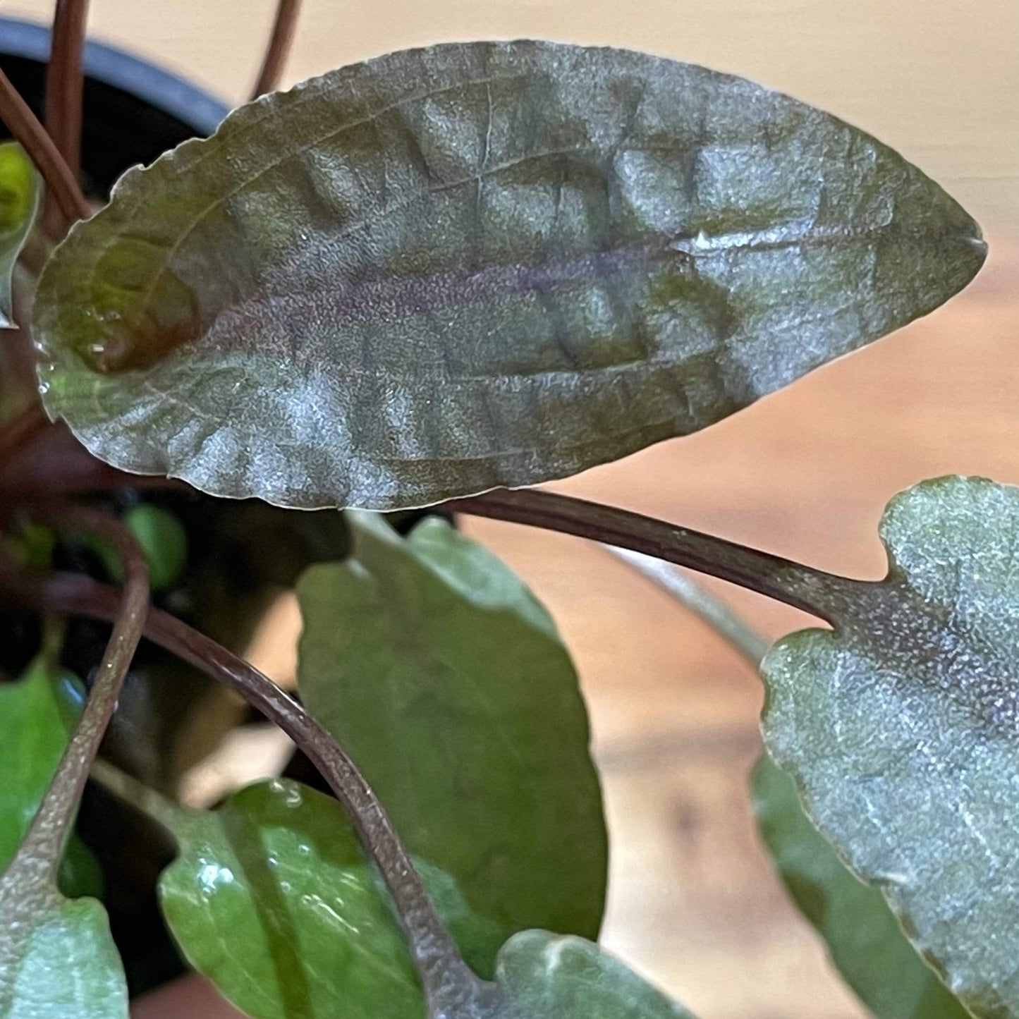 Pisces Enterprises 5cm Pot Cryptocoryne Wendtii Tropica 5cm Pot