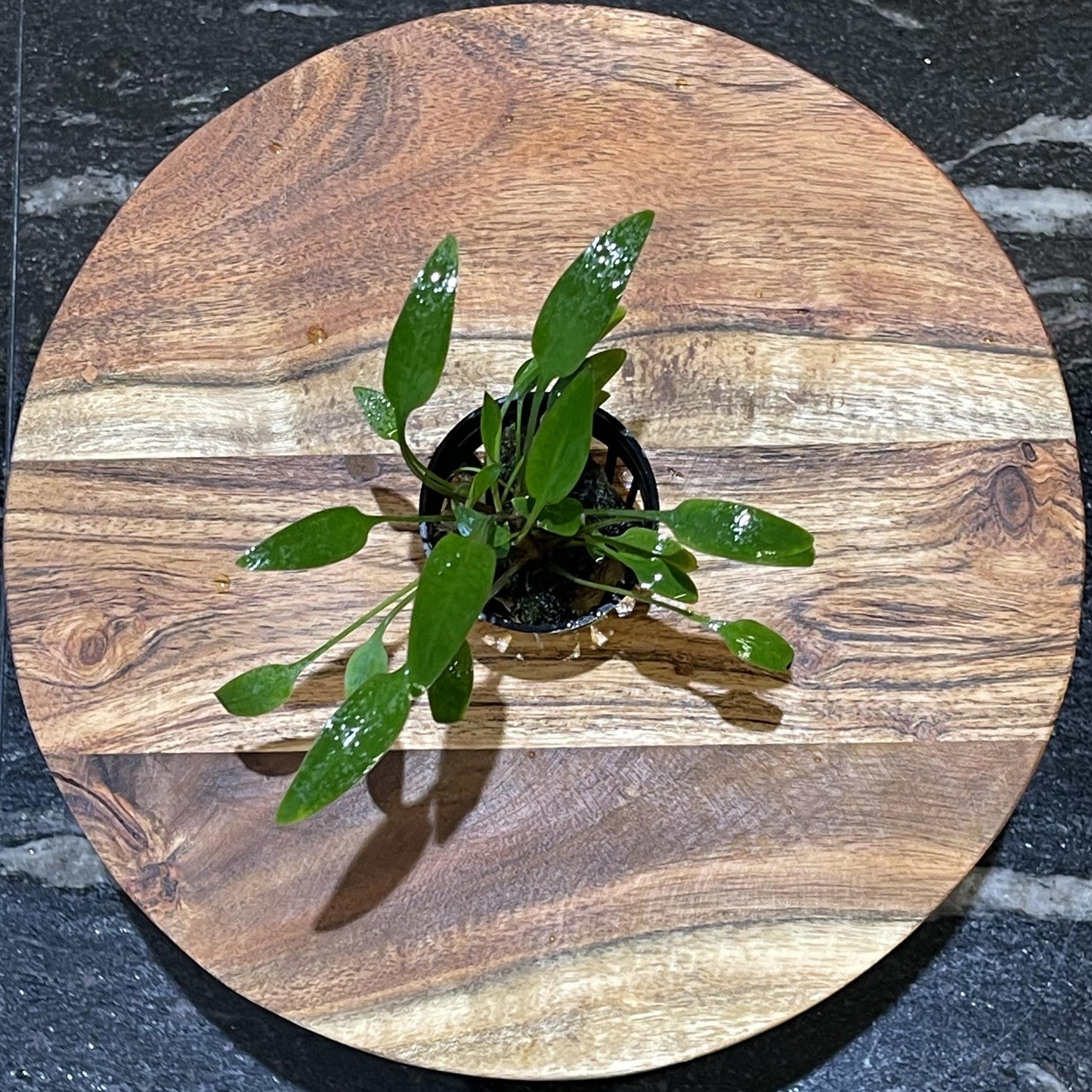 Pisces Enterprises 5cm Pot Cryptocoryne Willisii 5cm Pot