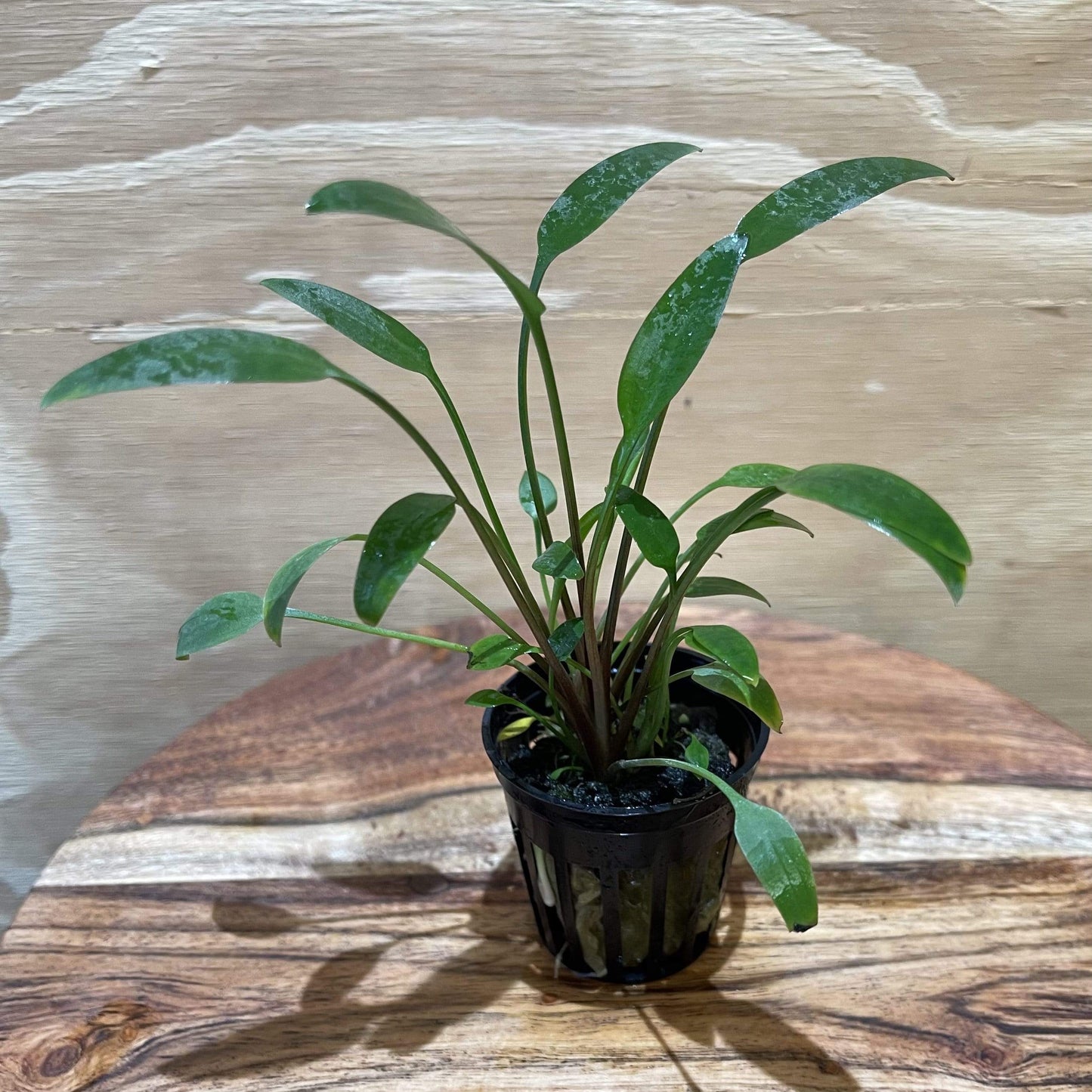 Pisces Enterprises 5cm Pot Cryptocoryne Willisii 5cm Pot