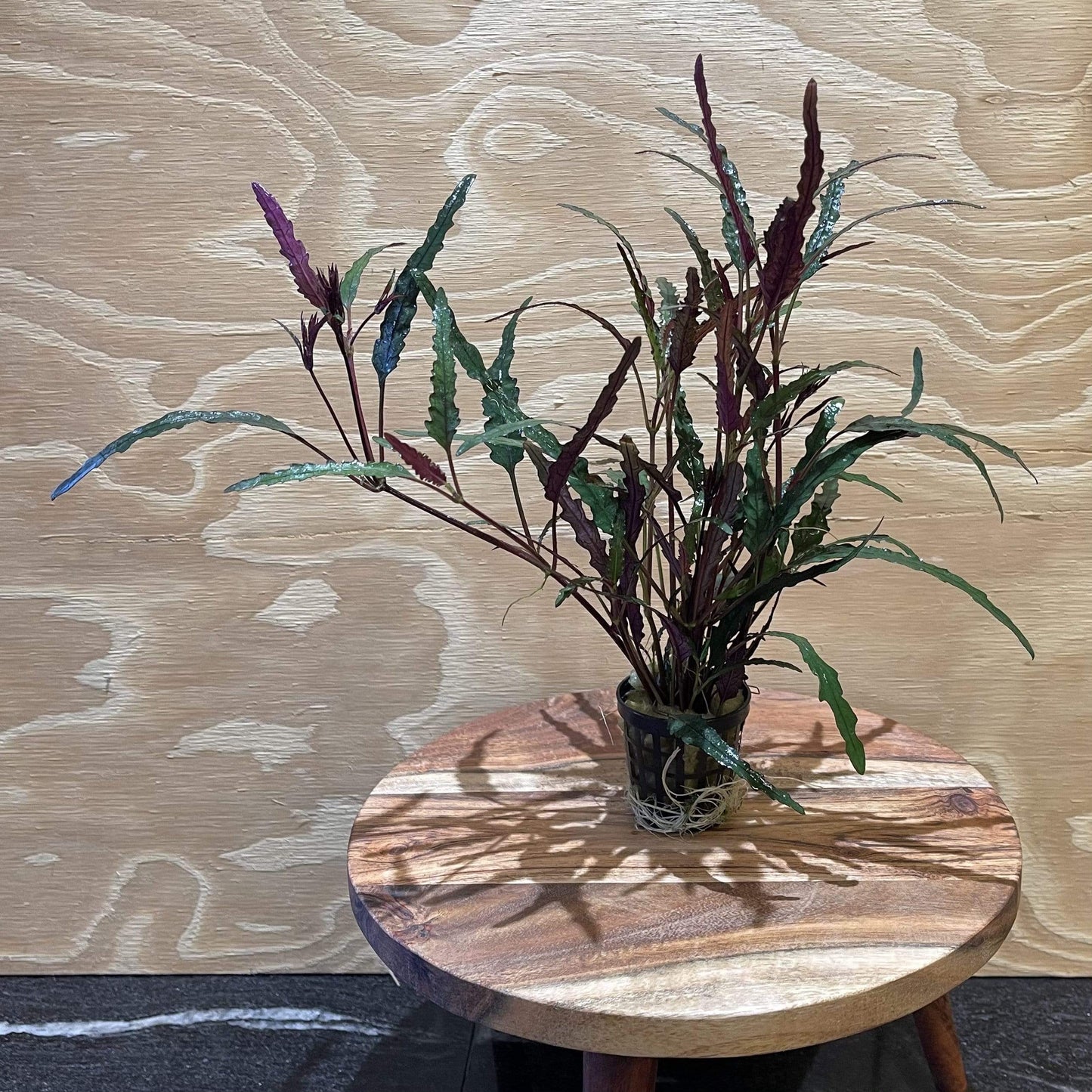 Pisces Enterprises 5cm Pot Dragons Flame 5cm Pot