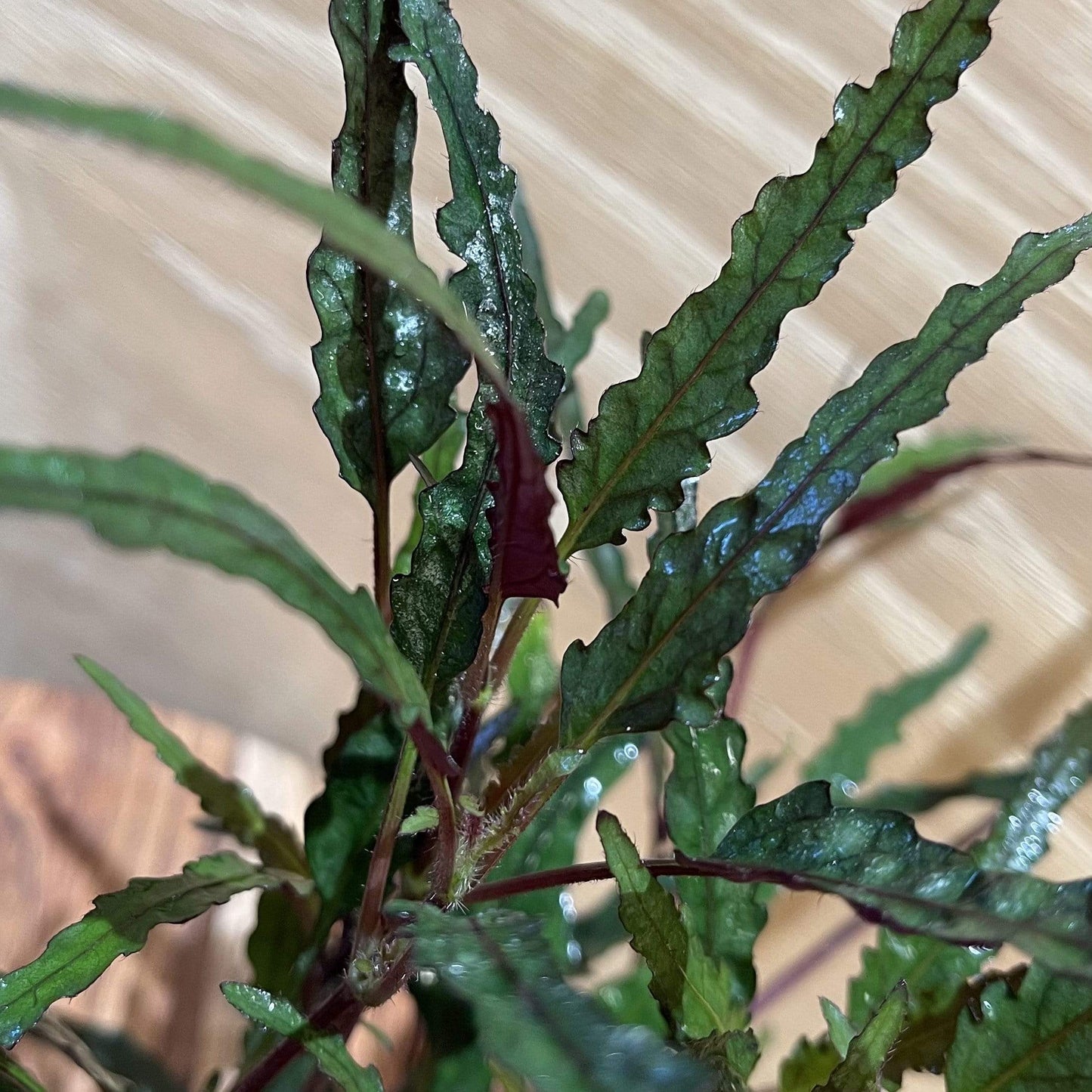 Pisces Enterprises 5cm Pot Dragons Flame 5cm Pot