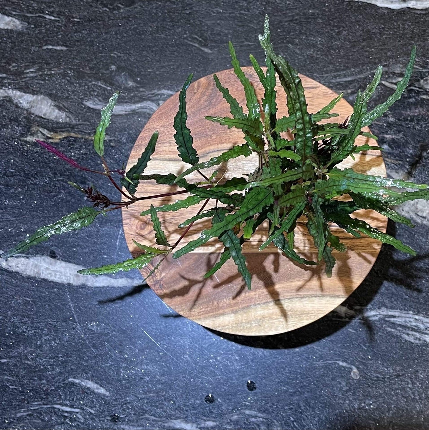 Pisces Enterprises 5cm Pot Dragons Flame 5cm Pot