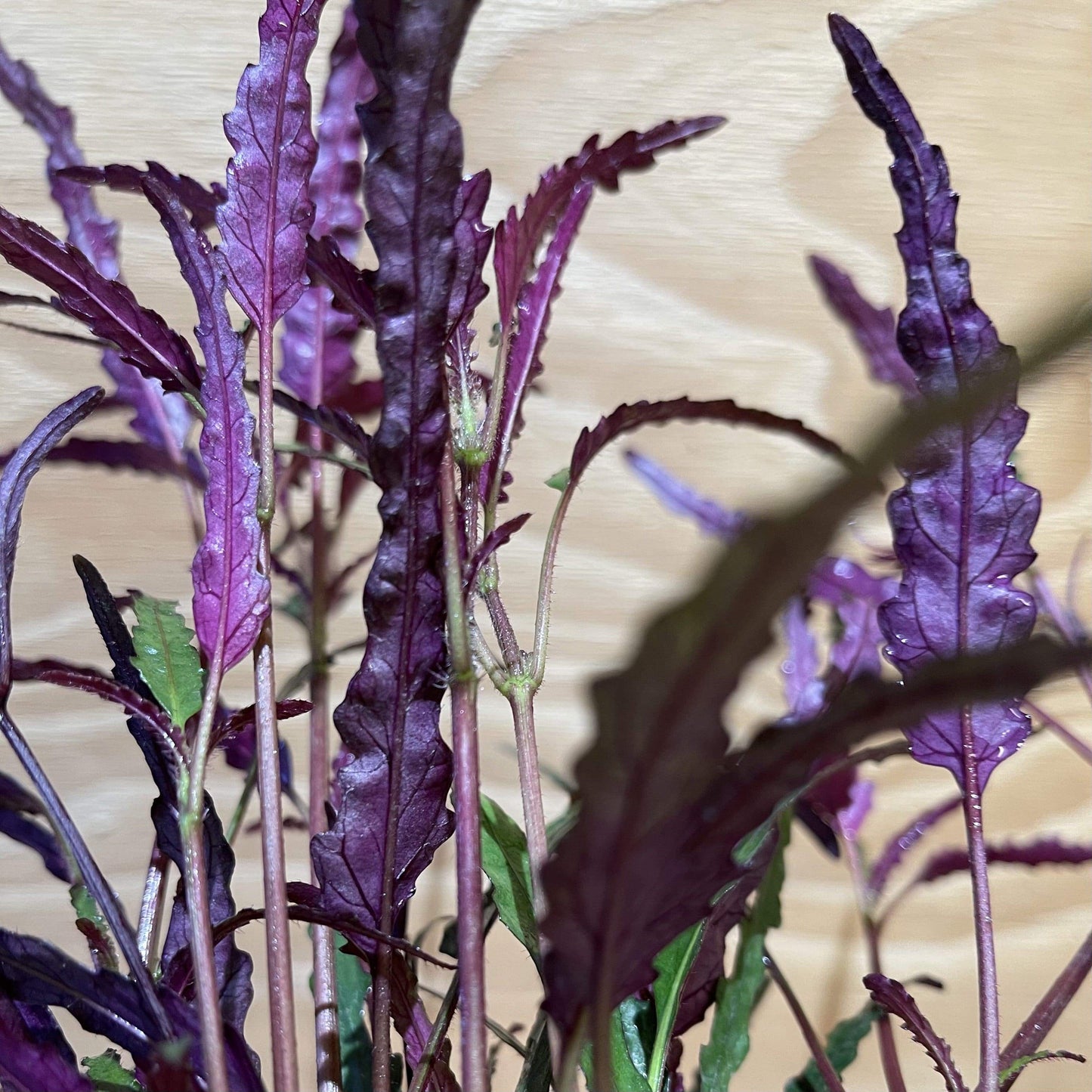 Pisces Enterprises 5cm Pot Dragons Flame 5cm Pot