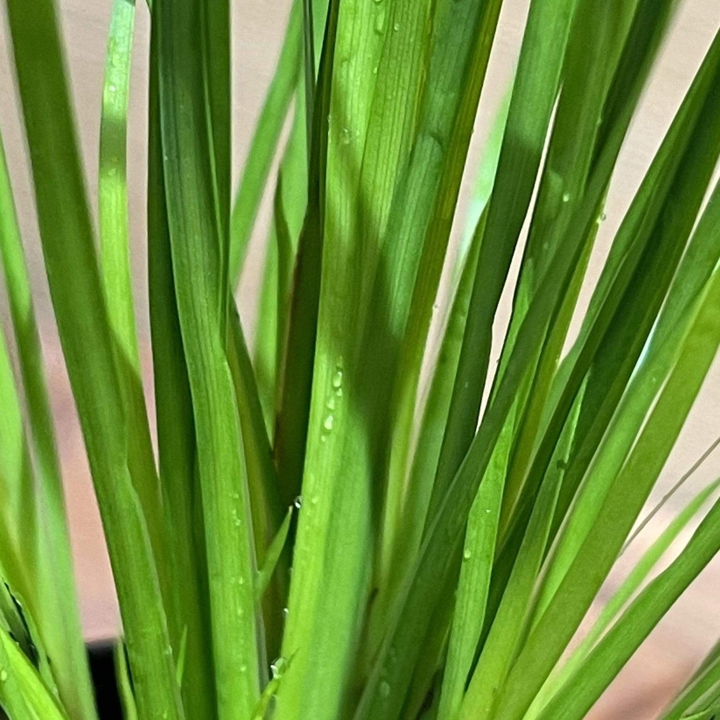 Pisces Enterprises 5cm Pot Dwarf Gold Rush 5cm Pot