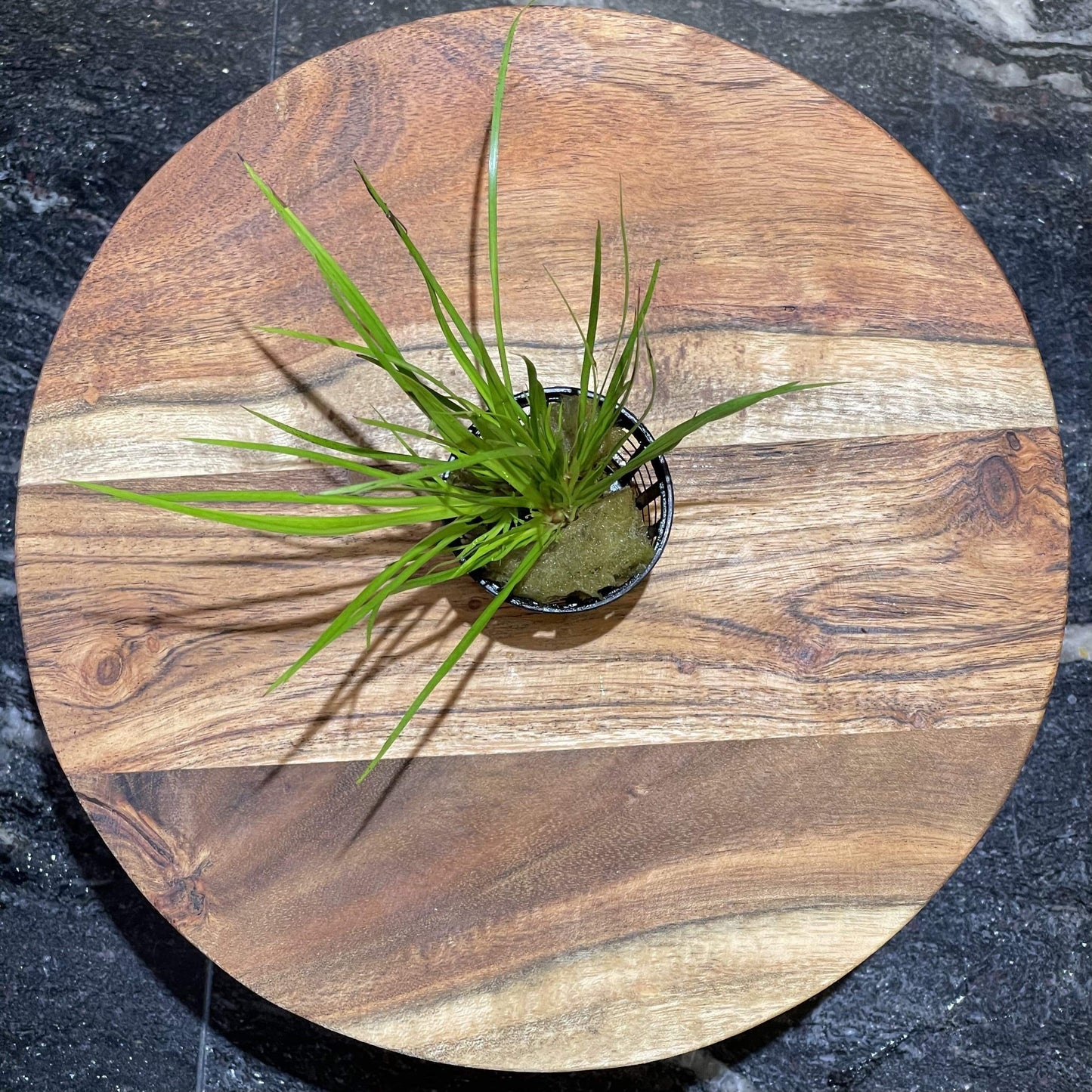 Pisces Enterprises 5cm Pot Dwarf Gold Rush 5cm Pot