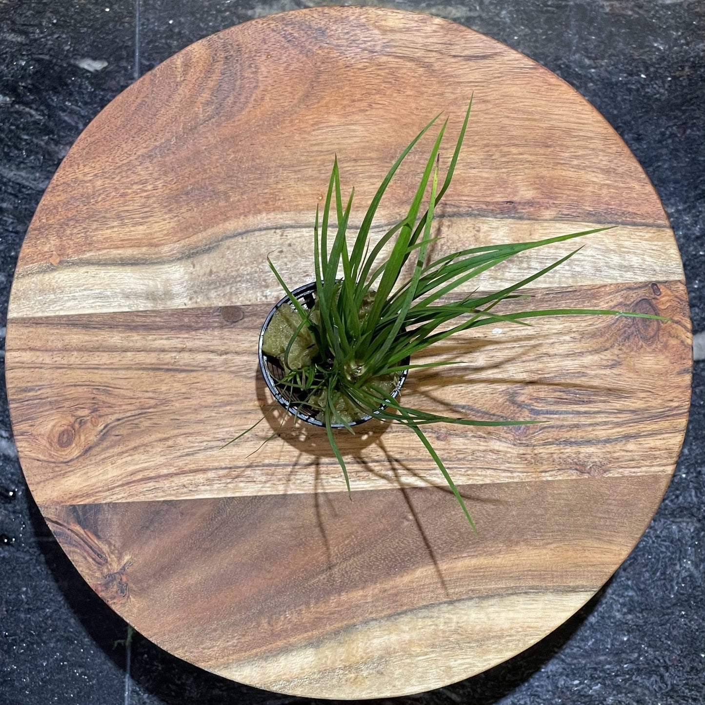 Pisces Enterprises 5cm Pot Dwarf Green Rush 5cm Pot