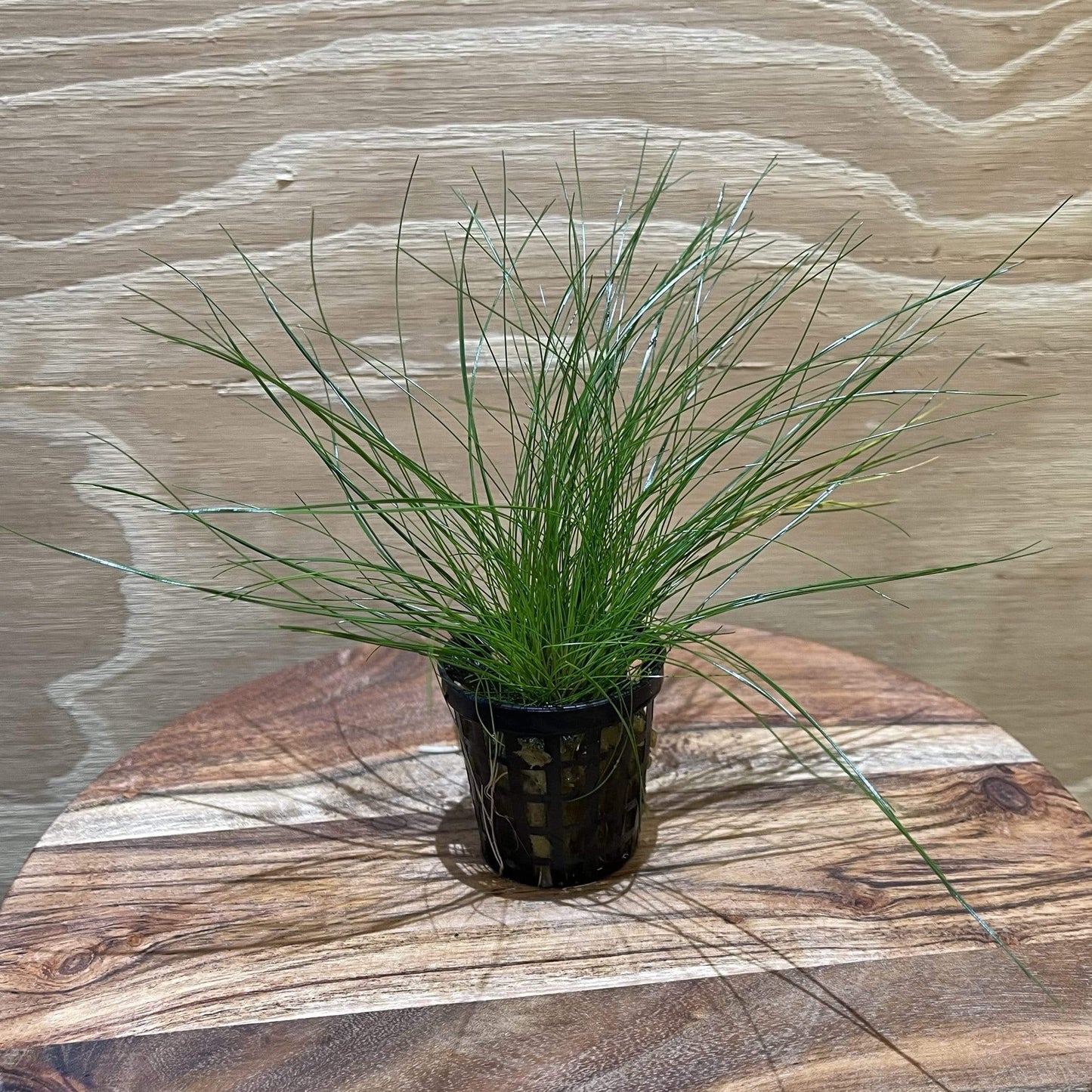 Pisces Enterprises 5cm Pot Dwarf Hairgrass 5cm pot
