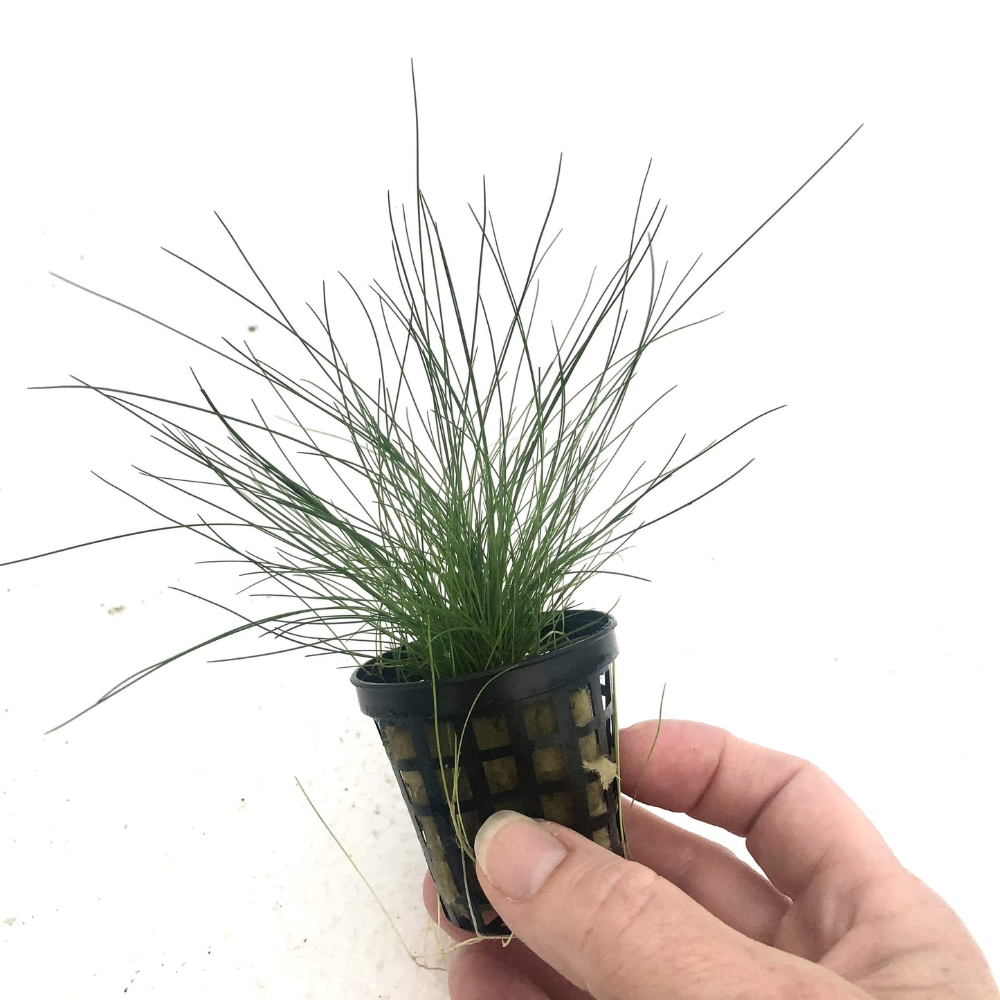 Pisces Enterprises 5cm Pot Dwarf Hairgrass 5cm pot