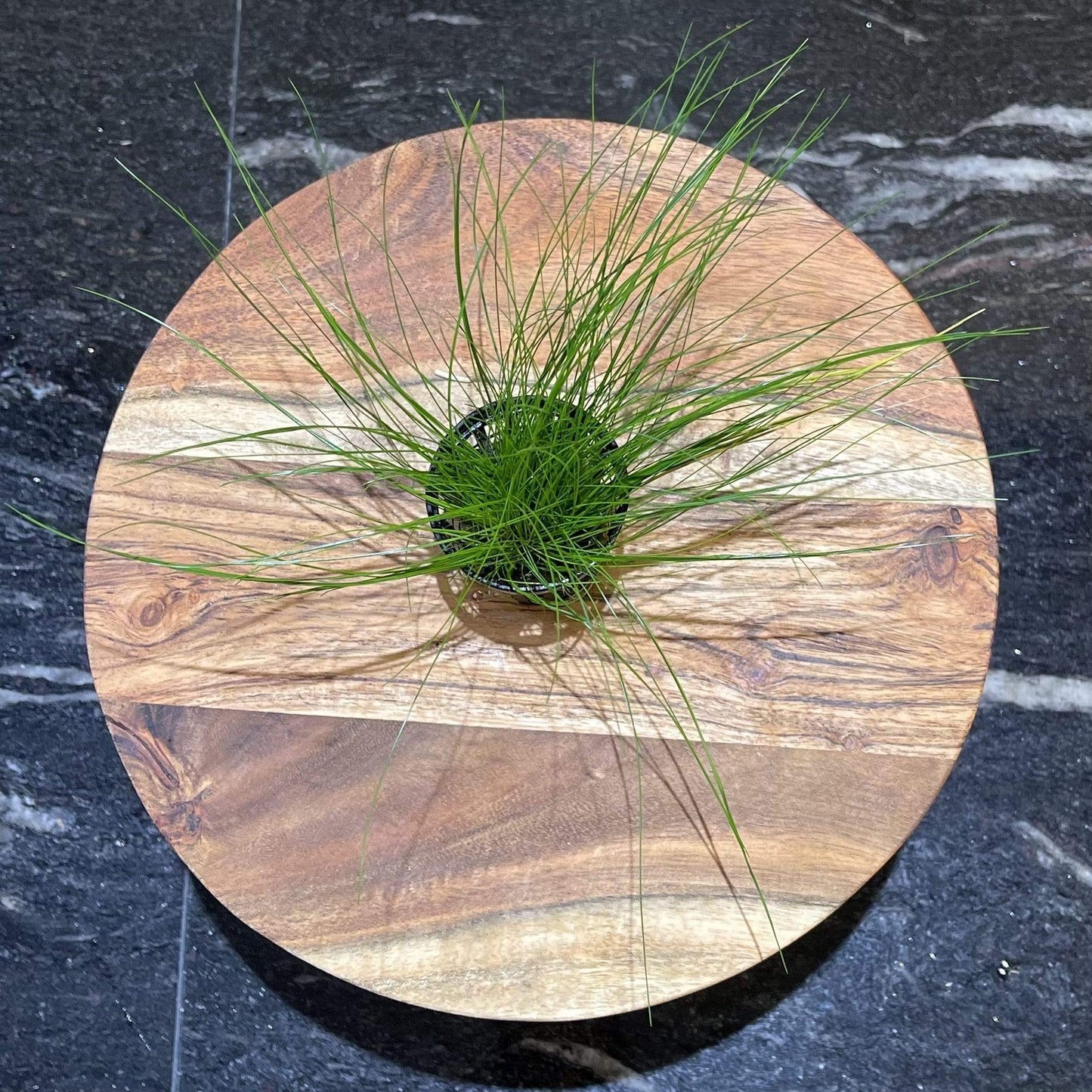 Pisces Enterprises 5cm Pot Dwarf Hairgrass 5cm pot