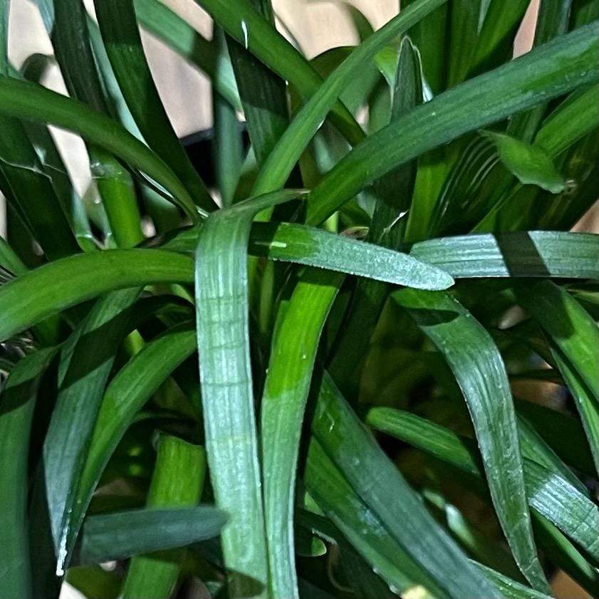 Pisces Enterprises 5cm Pot Dwarf Pongol 5cm Pot