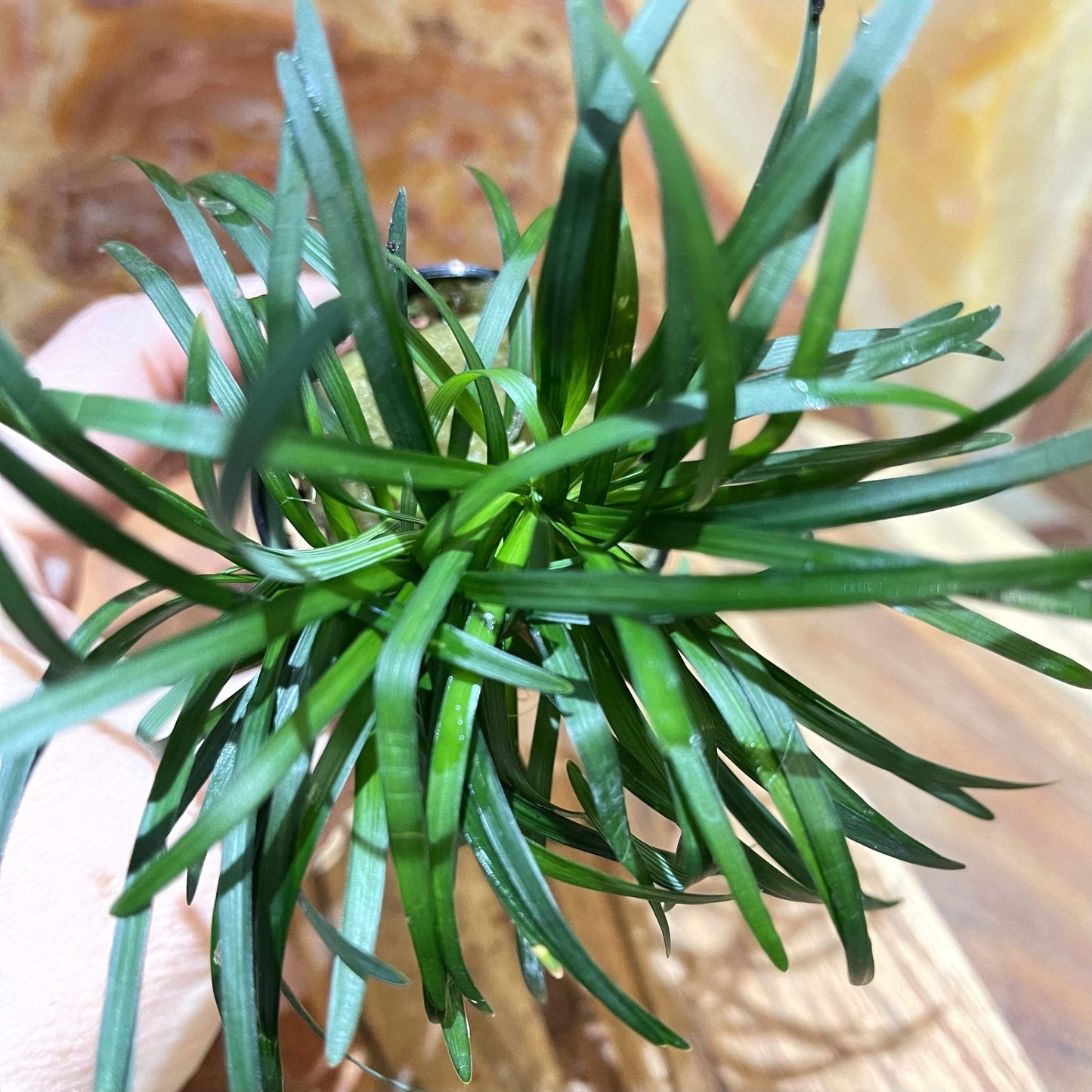 Pisces Enterprises 5cm Pot Dwarf Pongol 5cm Pot