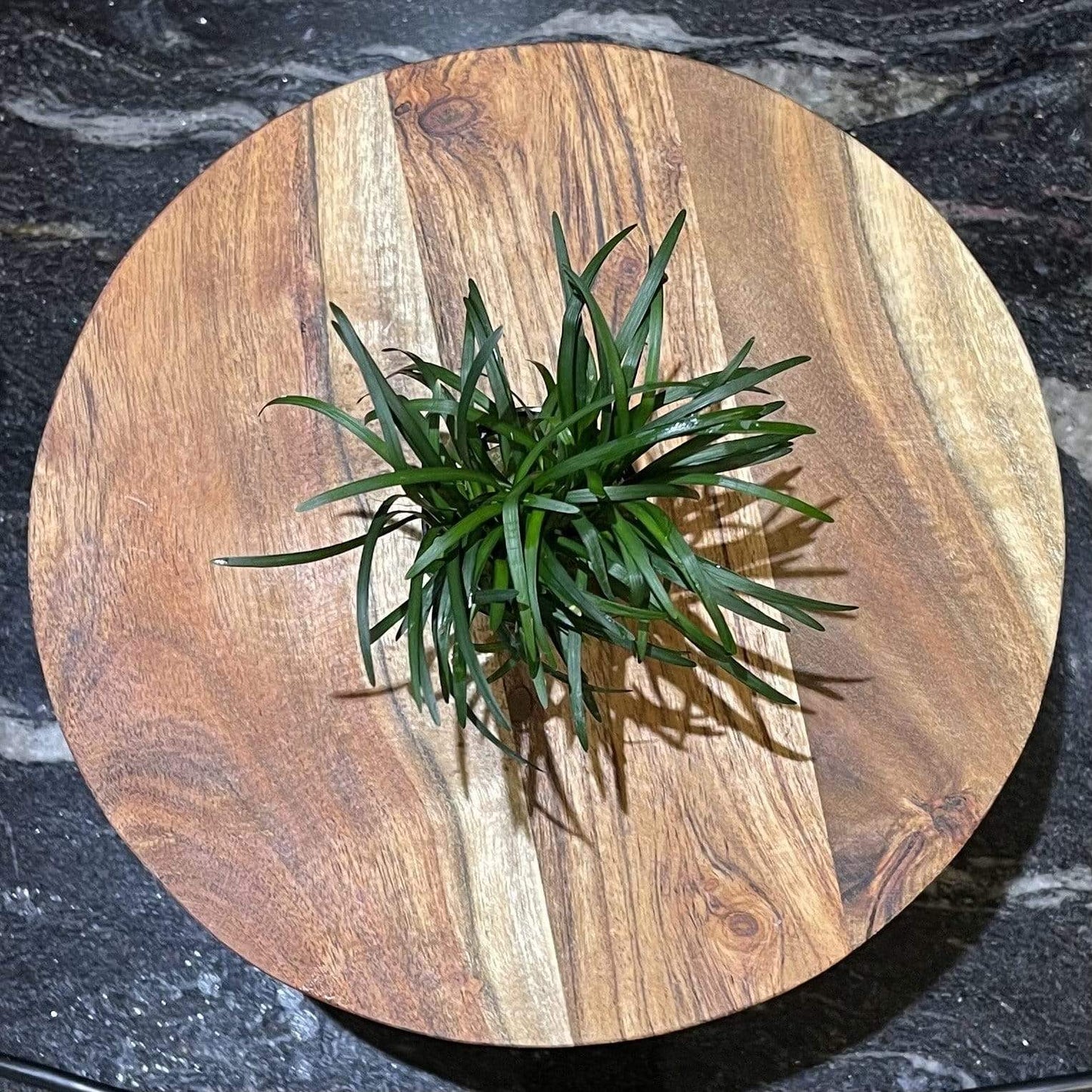 Pisces Enterprises 5cm Pot Dwarf Pongol 5cm Pot