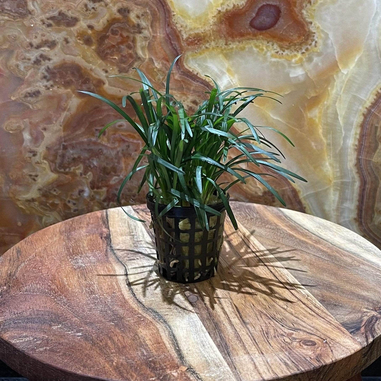 Pisces Enterprises 5cm Pot Dwarf Pongol 5cm Pot