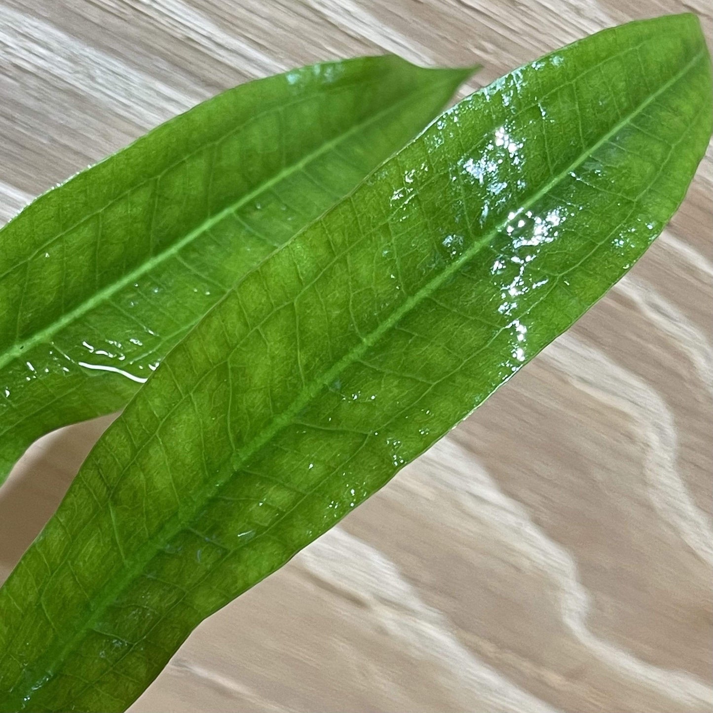 Pisces Enterprises 5cm Pot Echinodorus Amazon - Amazon Sword 5cm Pot