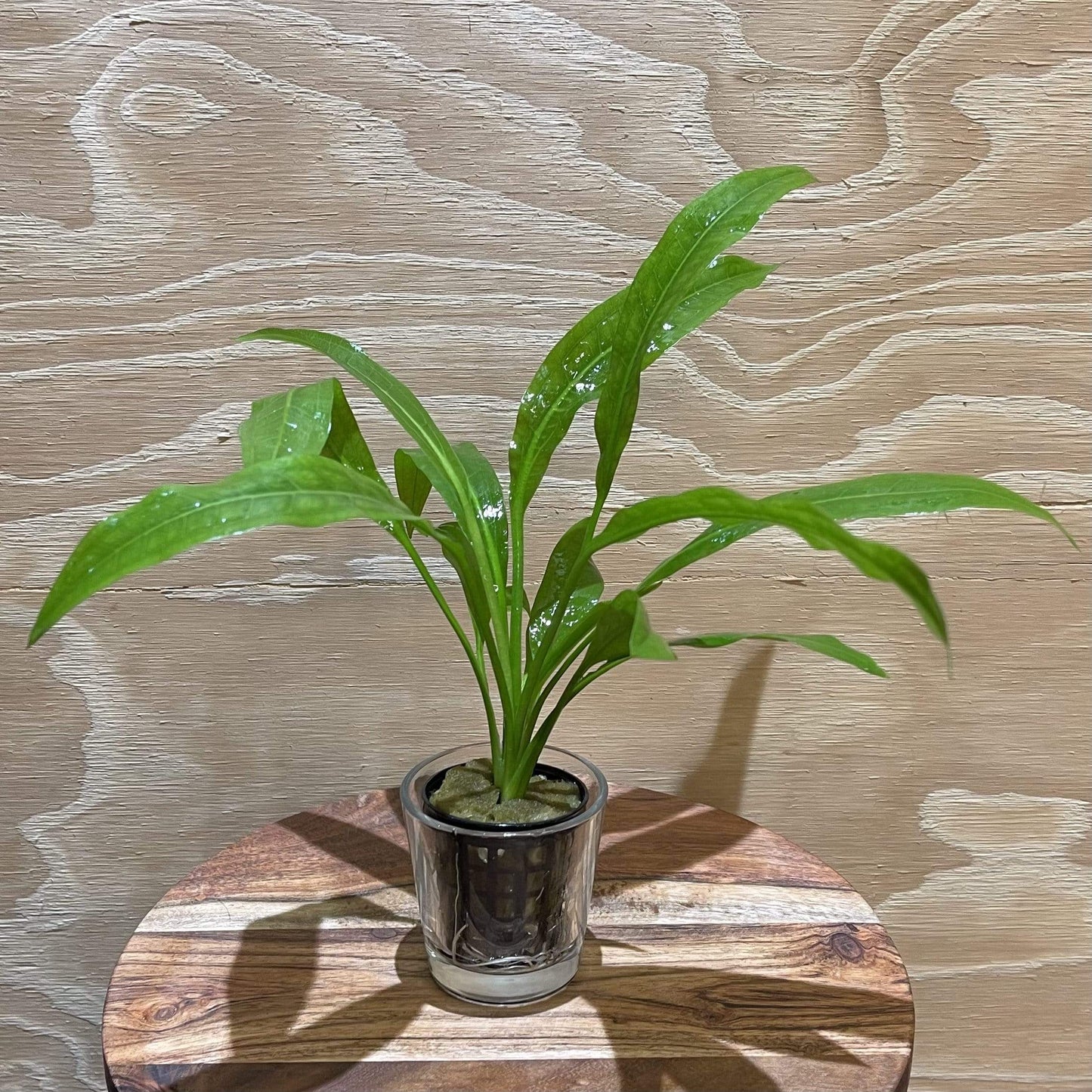 Pisces Enterprises 5cm Pot Echinodorus Amazon - Amazon Sword 5cm Pot