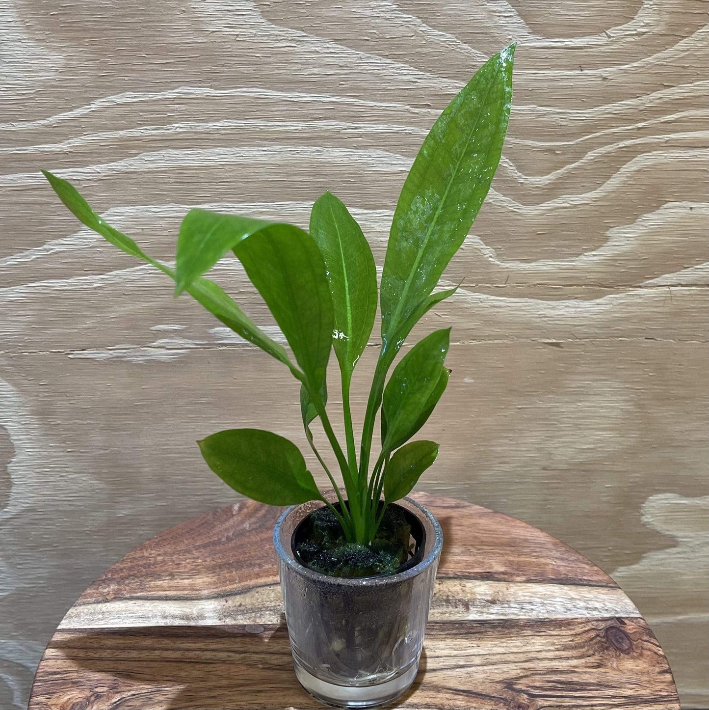 Pisces Enterprises 5cm Pot Echinodorus Bleheri (Bleheri Sword) 5cm Pot