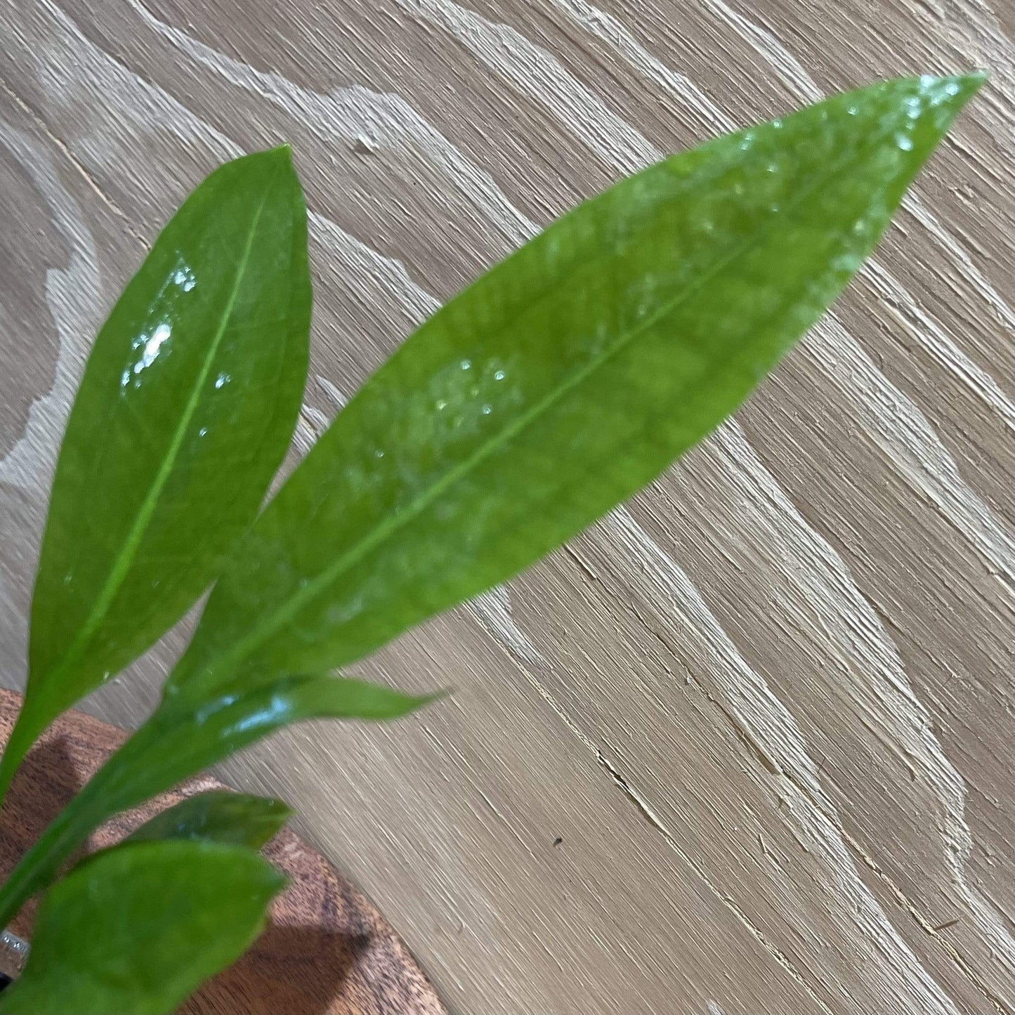 Pisces Enterprises 5cm Pot Echinodorus Bleheri (Bleheri Sword) 5cm Pot