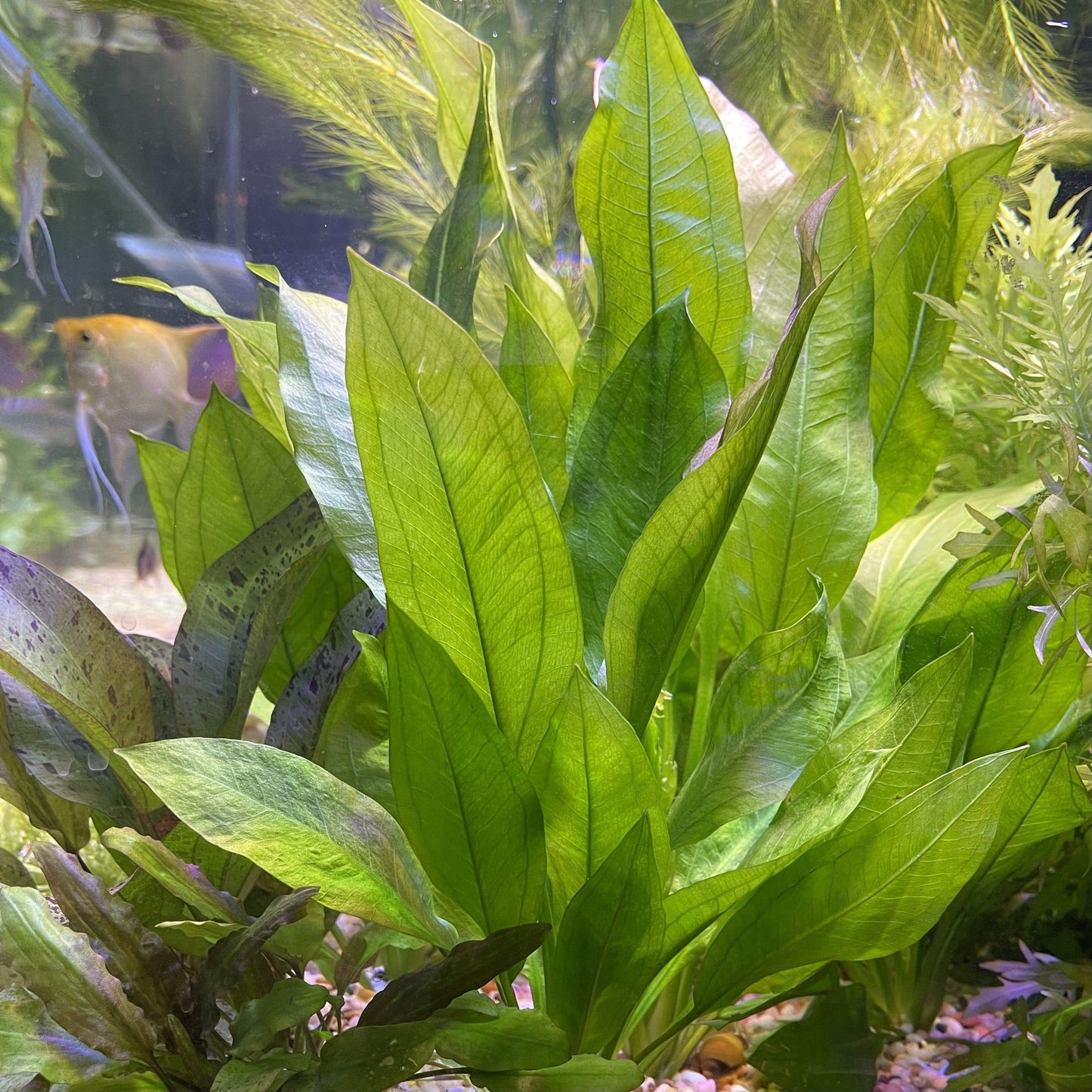 Pisces Enterprises 5cm Pot Echinodorus Bleheri (Bleheri Sword) 5cm Pot