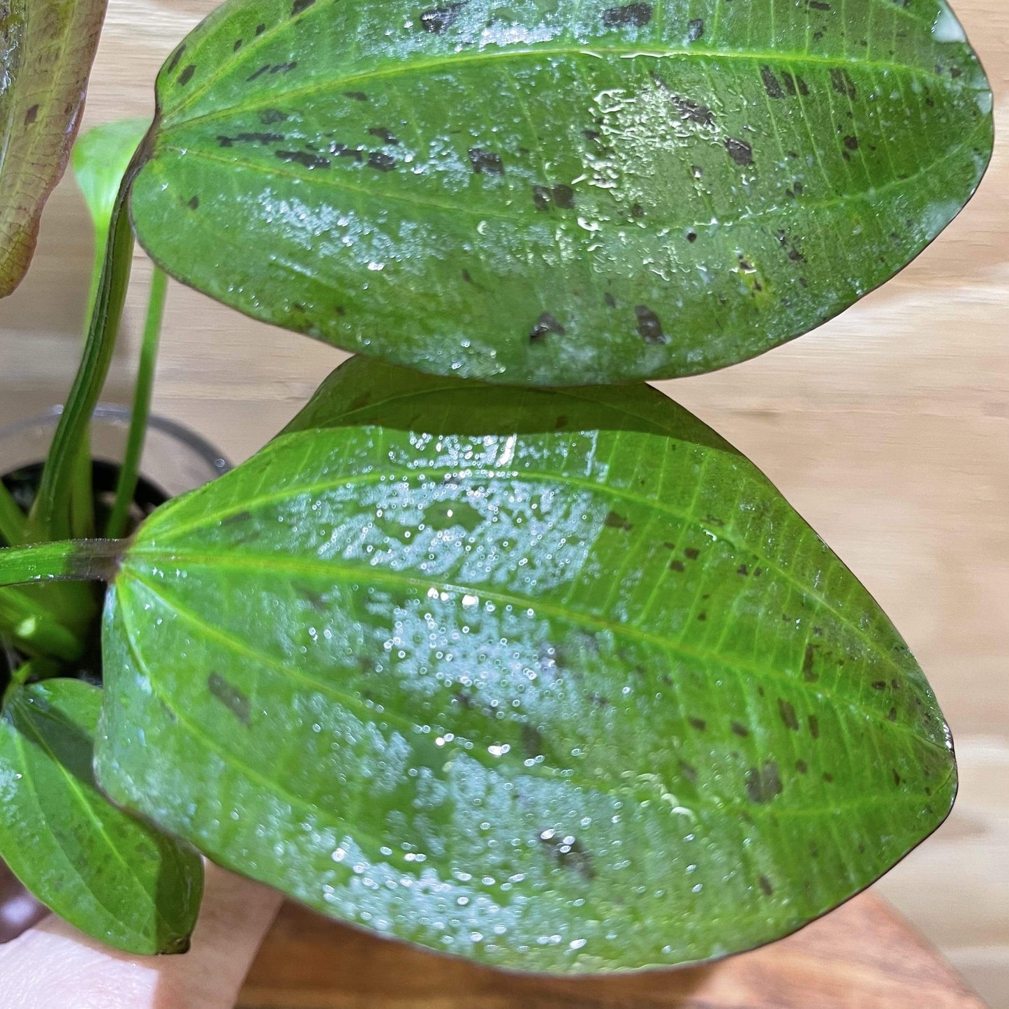 Pisces Enterprises 5cm Pot Echinodorus Felix 5cm Pot