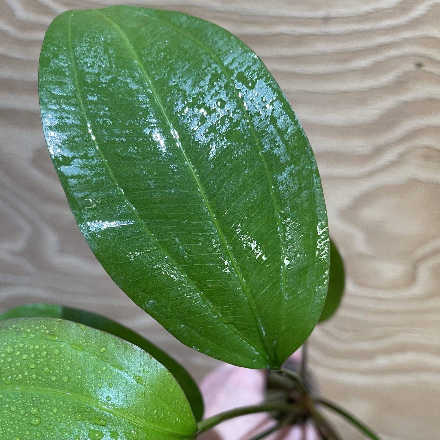 Pisces Enterprises 5cm Pot Echinodorus Fire Feather 5cm Pot