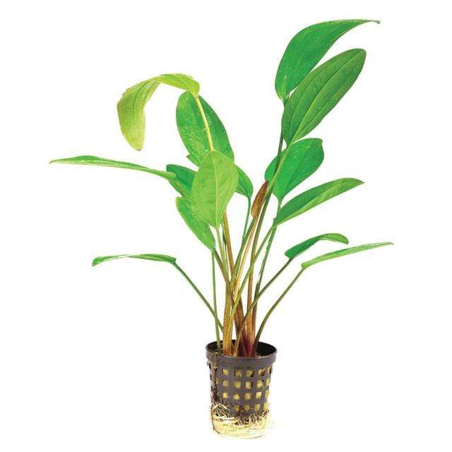 Pisces Enterprises 5cm Pot Echinodorus Fire Feather 5cm Pot