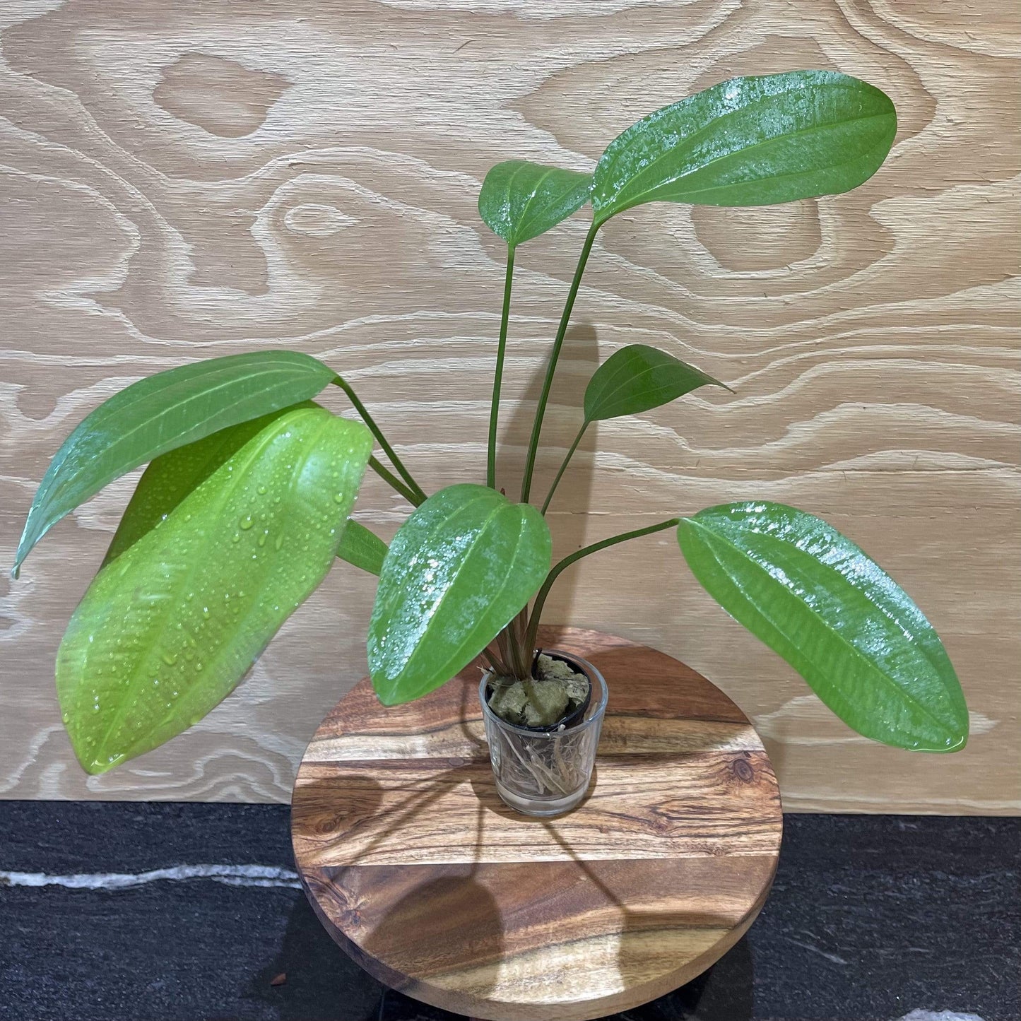 Pisces Enterprises 5cm Pot Echinodorus Fire Feather 5cm Pot