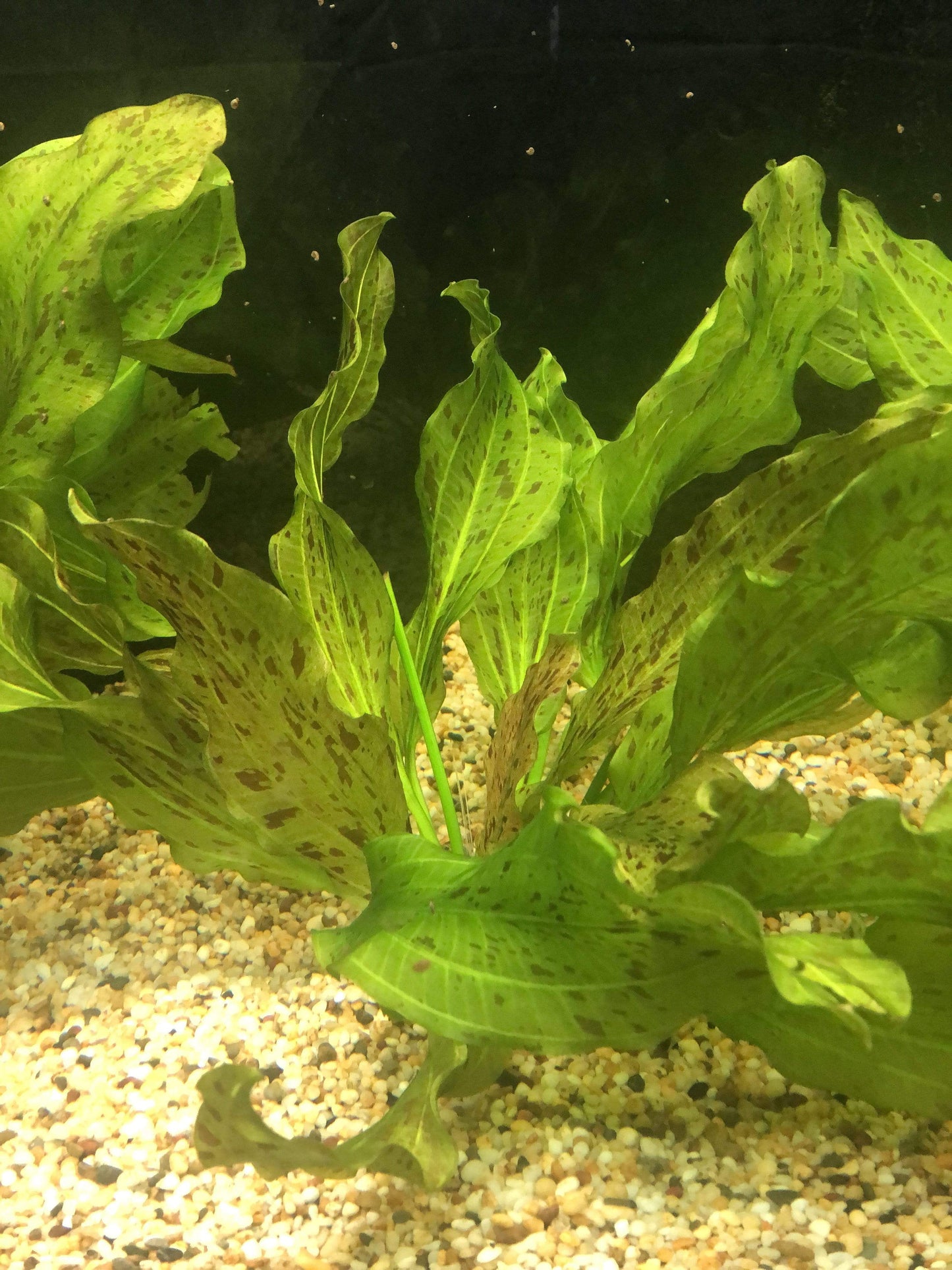 Pisces Enterprises 5cm Pot Echinodorus Green Ozelot 5cm Pot