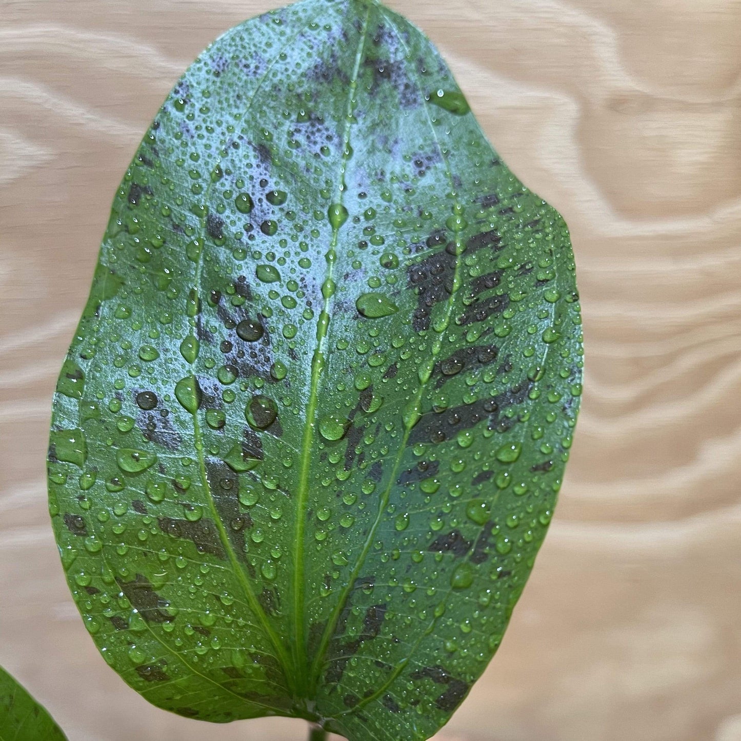 Pisces Enterprises 5cm Pot Echinodorus Green Ozelot 5cm Pot