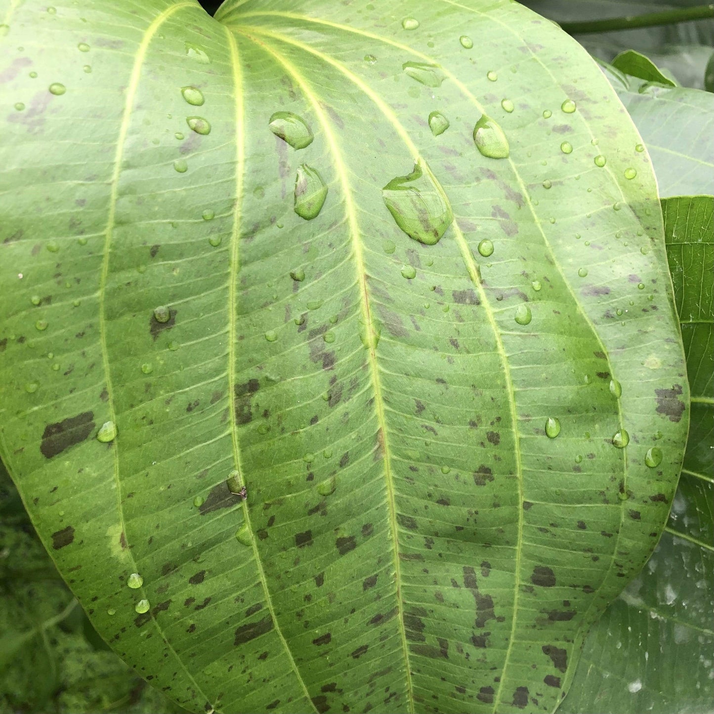 Pisces Enterprises 5cm Pot Echinodorus Green Ozelot 5cm Pot