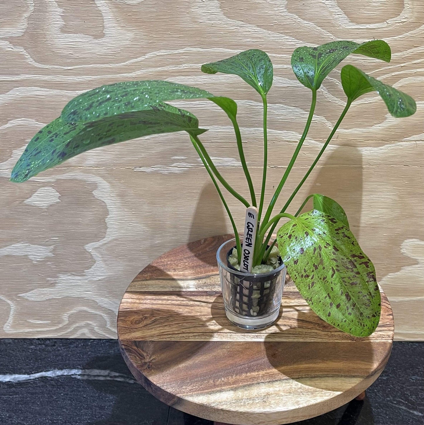 Pisces Enterprises 5cm Pot Echinodorus Green Ozelot 5cm Pot