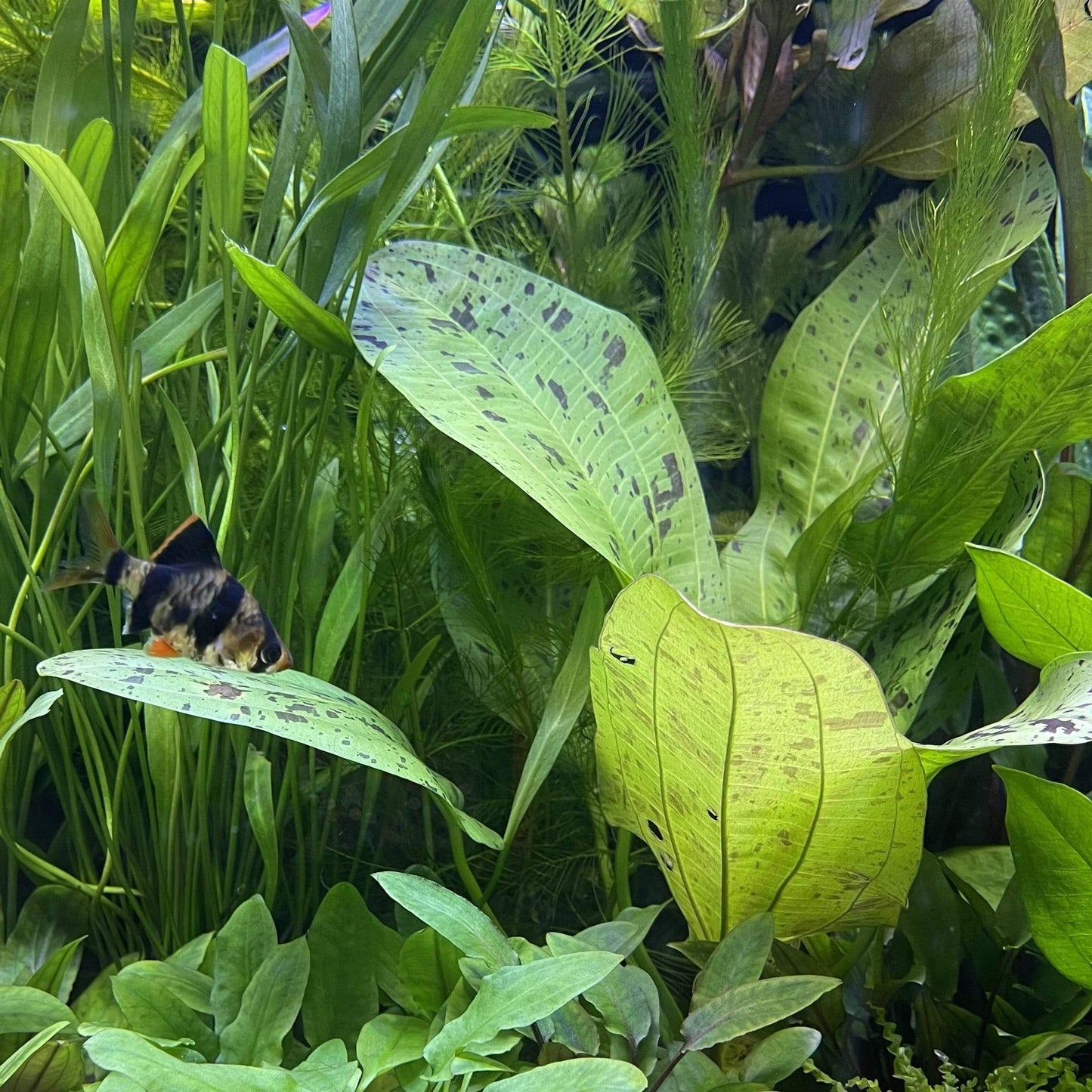 Pisces Enterprises 5cm Pot Echinodorus Green Ozelot 5cm Pot