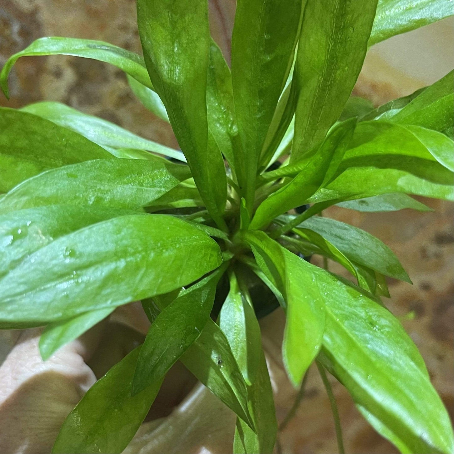 Pisces Enterprises 5cm Pot Echinodorus Grisebachii 5cm Pot