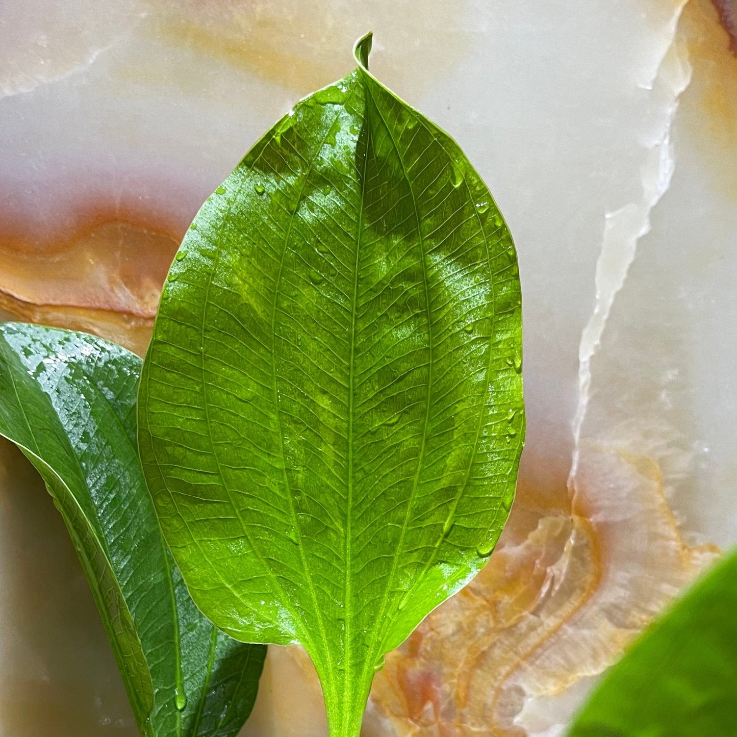 Pisces Enterprises 5cm Pot Echinodorus Indian Red 5cm Pot