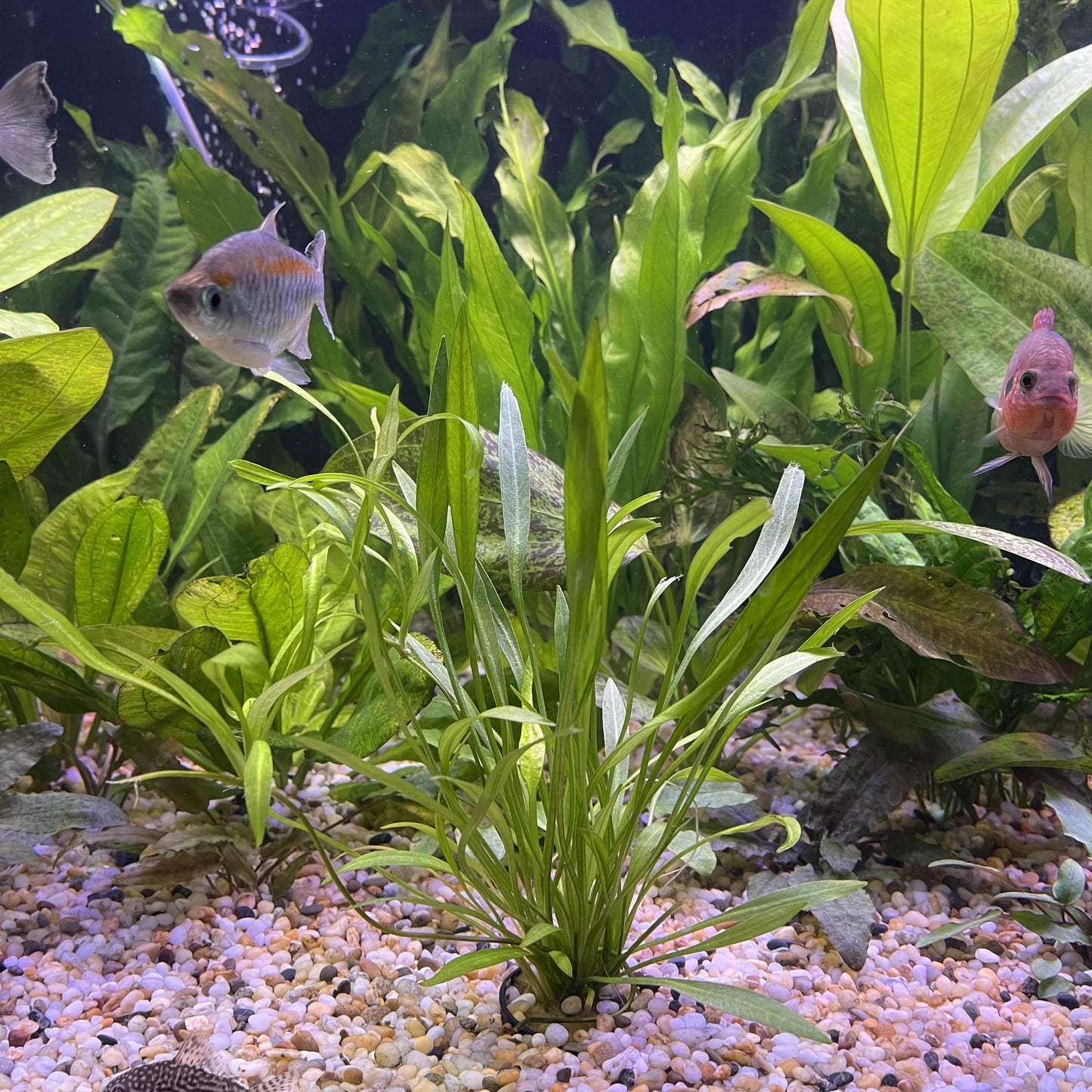 Pisces Enterprises 5cm Pot Echinodorus Latifolius 5cm Pot