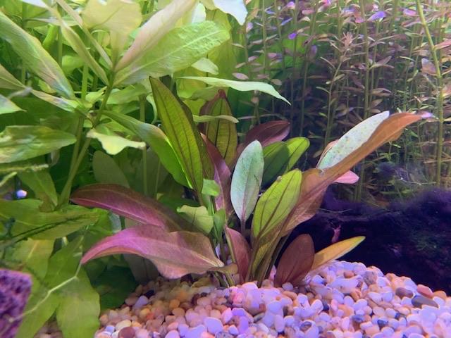 Pisces Enterprises 5cm Pot Echinodorus Lothario 5cm Pot