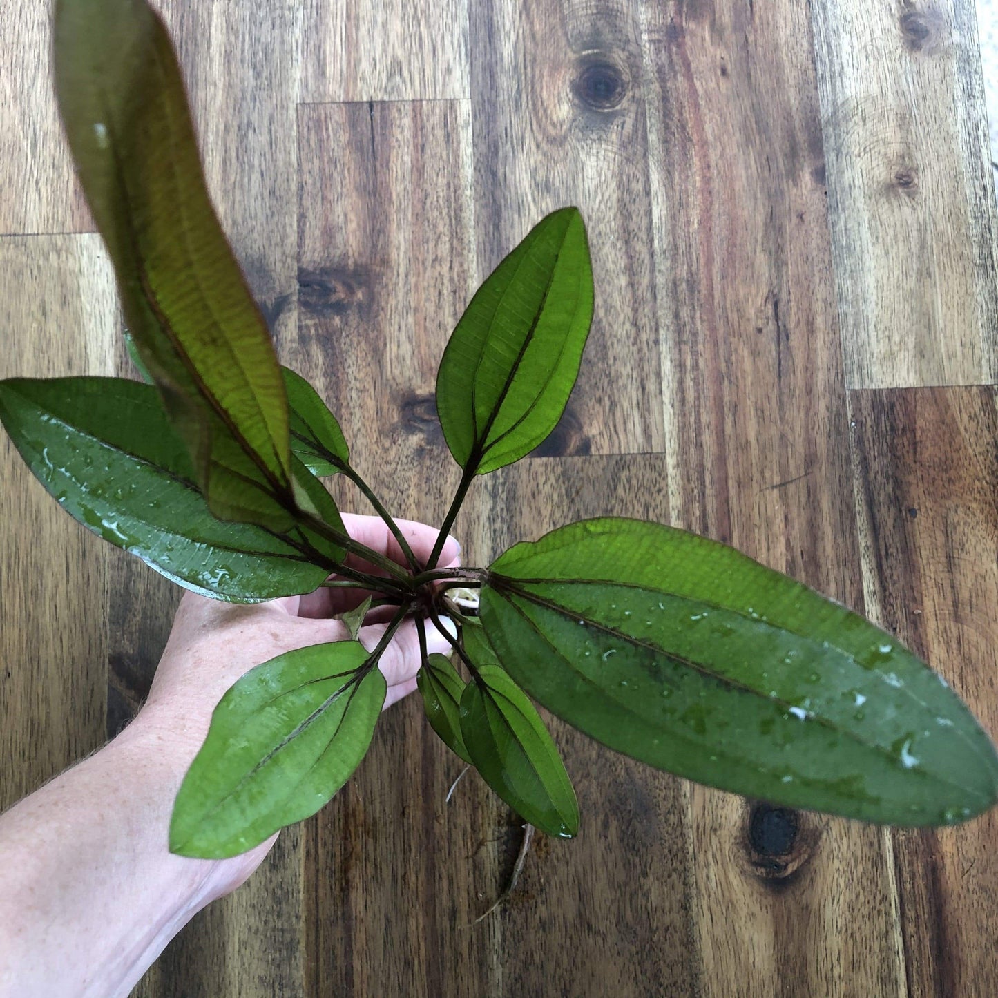 Pisces Enterprises 5cm Pot Echinodorus Lothario 5cm Pot