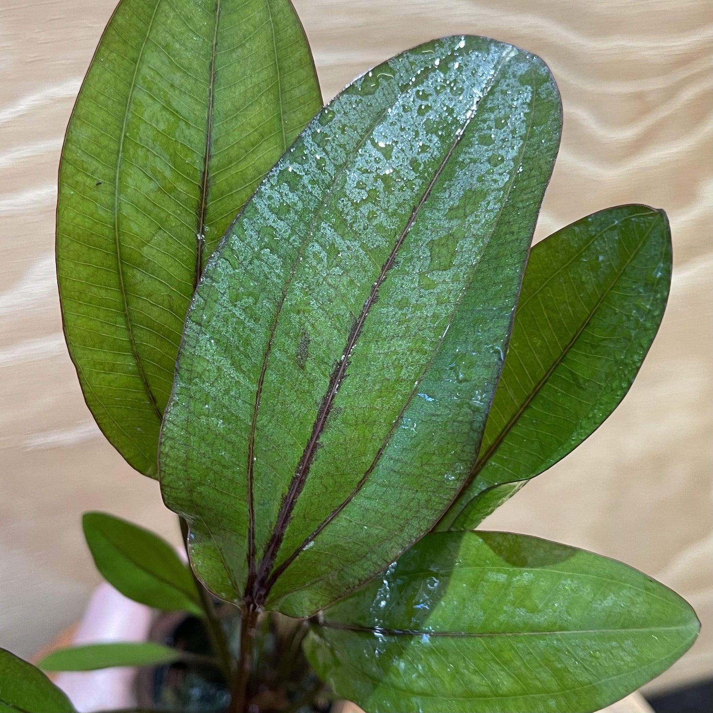 Pisces Enterprises 5cm Pot Echinodorus Lothario 5cm Pot