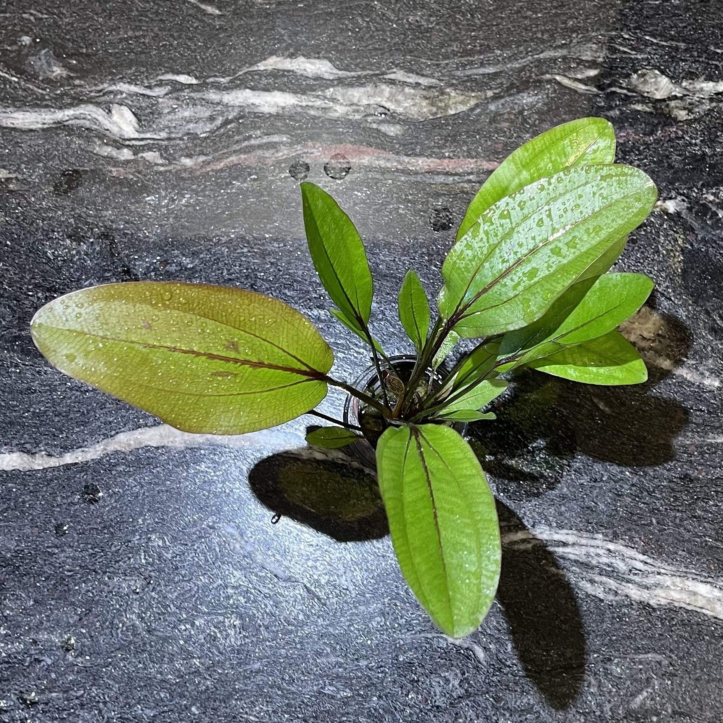 Pisces Enterprises 5cm Pot Echinodorus Lothario 5cm Pot