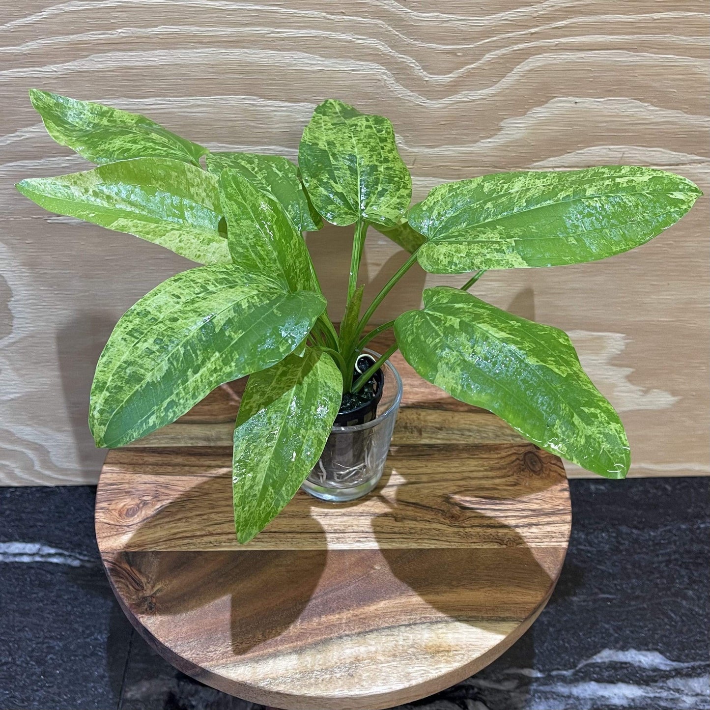 Pisces Enterprises 5cm Pot Echinodorus Marble Queen 5cm Pot