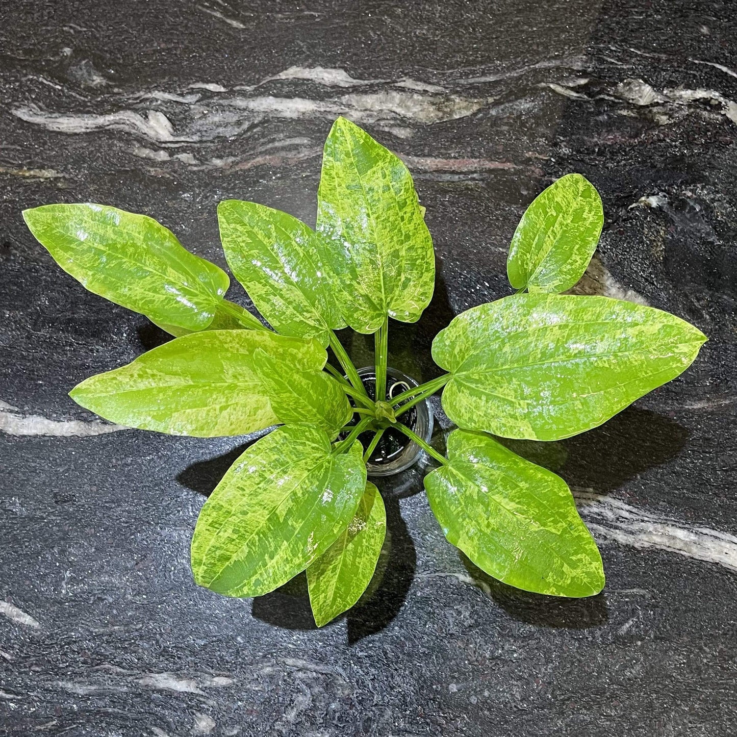 Pisces Enterprises 5cm Pot Echinodorus Marble Queen 5cm Pot