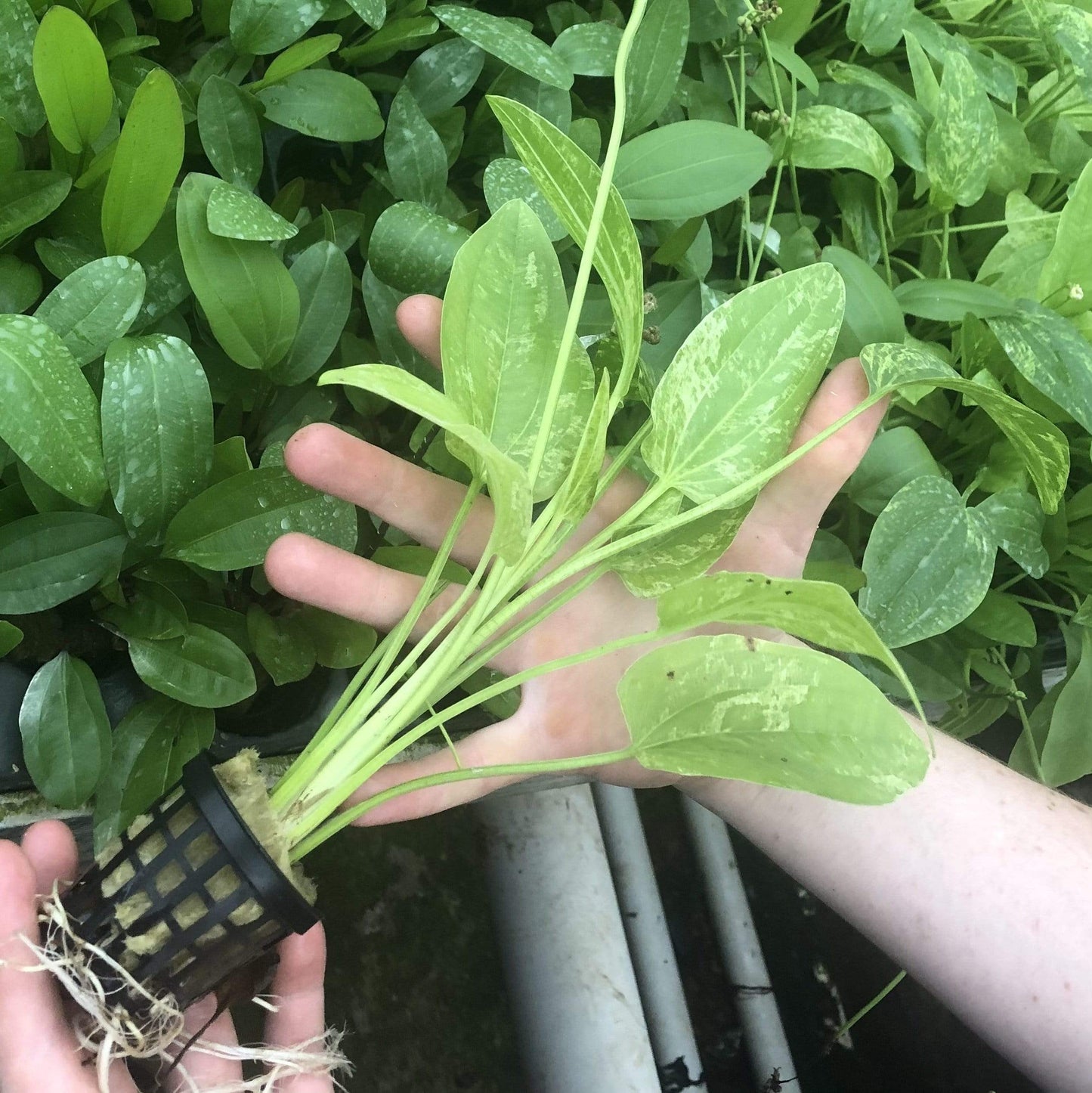 Pisces Enterprises 5cm Pot Echinodorus Marble Queen 5cm Pot