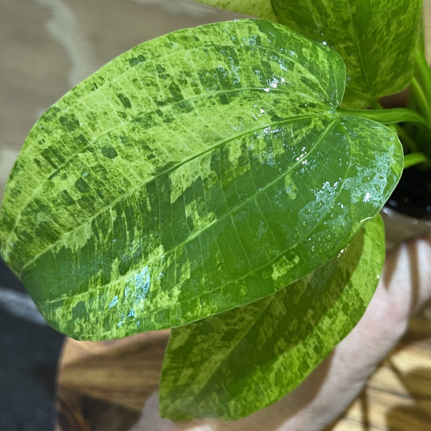 Pisces Enterprises 5cm Pot Echinodorus Marble Queen 5cm Pot