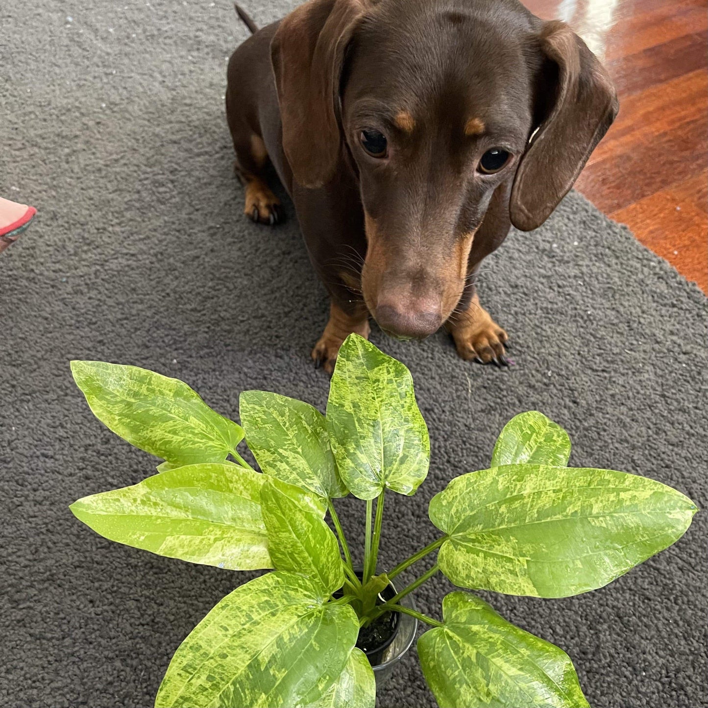 Pisces Enterprises 5cm Pot Echinodorus Marble Queen 5cm Pot