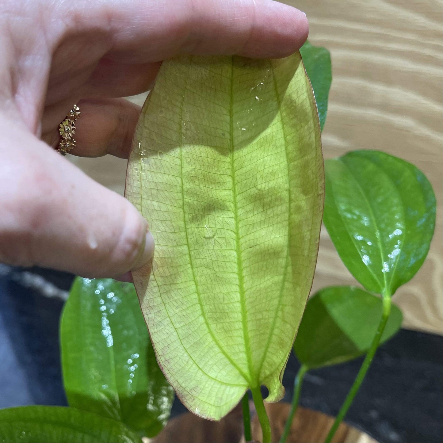 Pisces Enterprises 5cm Pot Echinodorus Oriental 5cm Pot