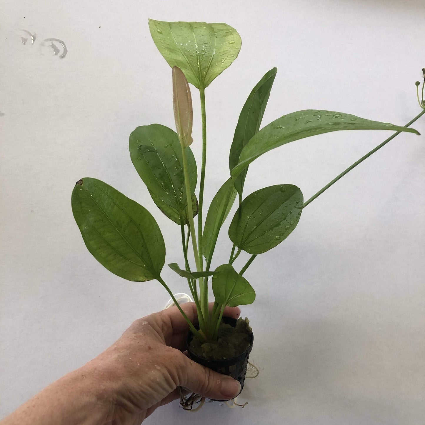 Pisces Enterprises 5cm Pot Echinodorus Oriental 5cm Pot