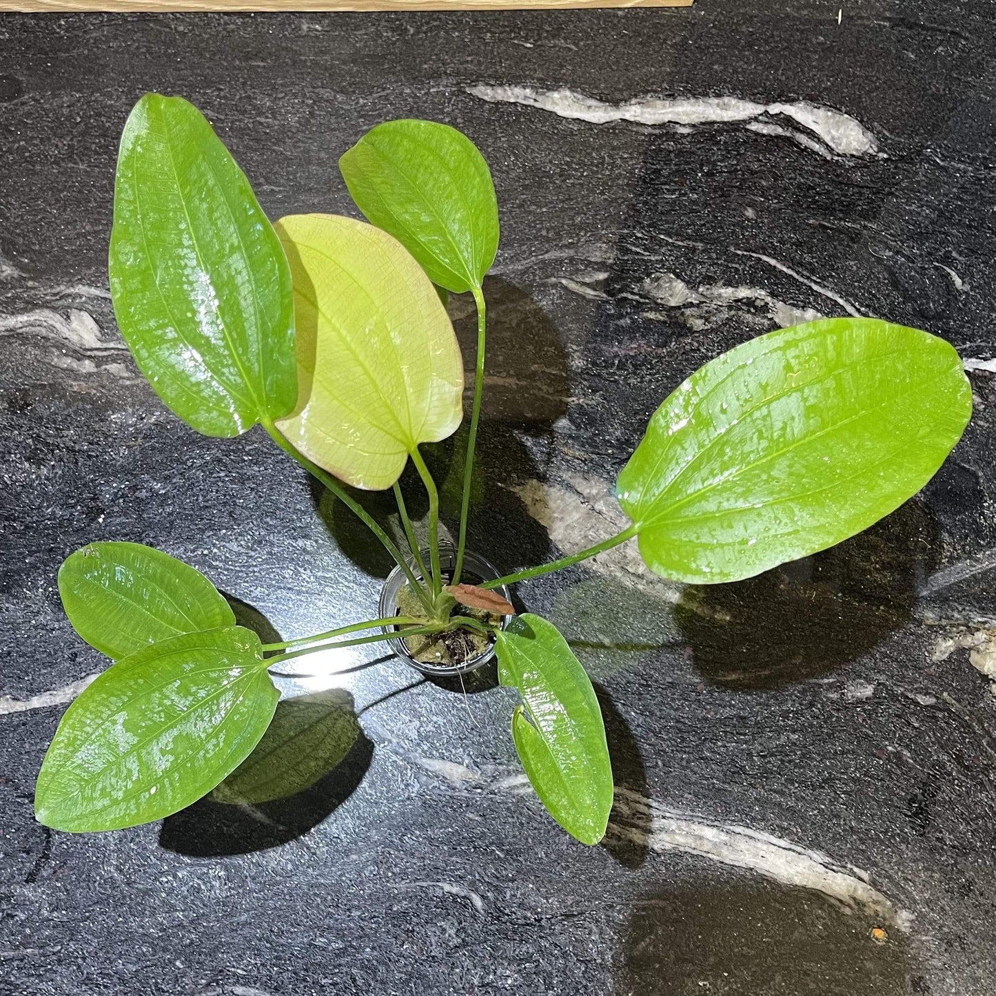 Pisces Enterprises 5cm Pot Echinodorus Oriental 5cm Pot